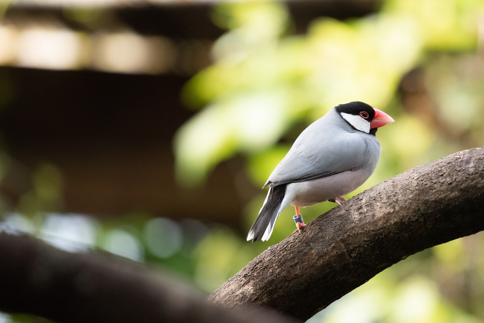 Java Sparrow perched on a branch at Jersey Zoo