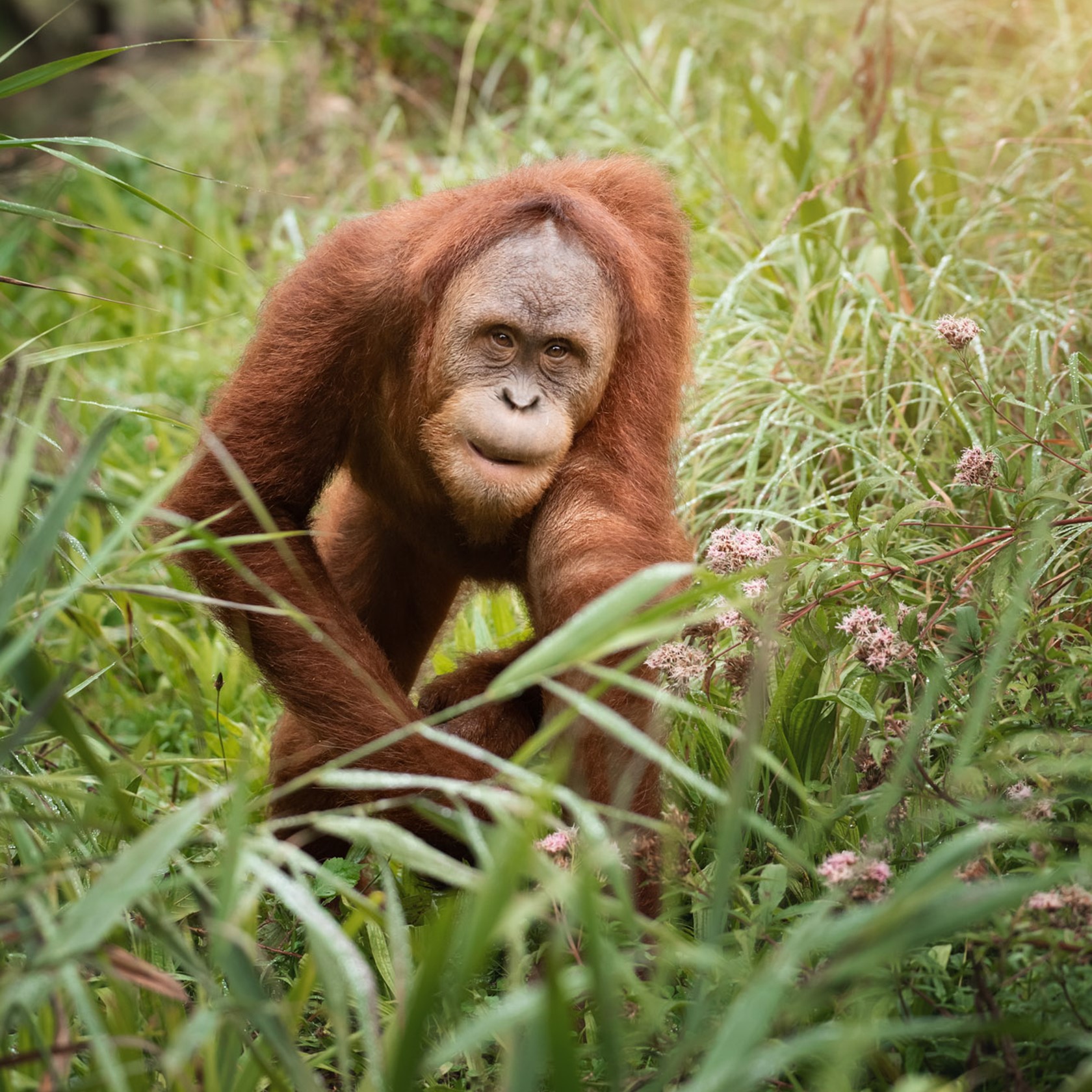 Sumatran Orangutan 2020 13