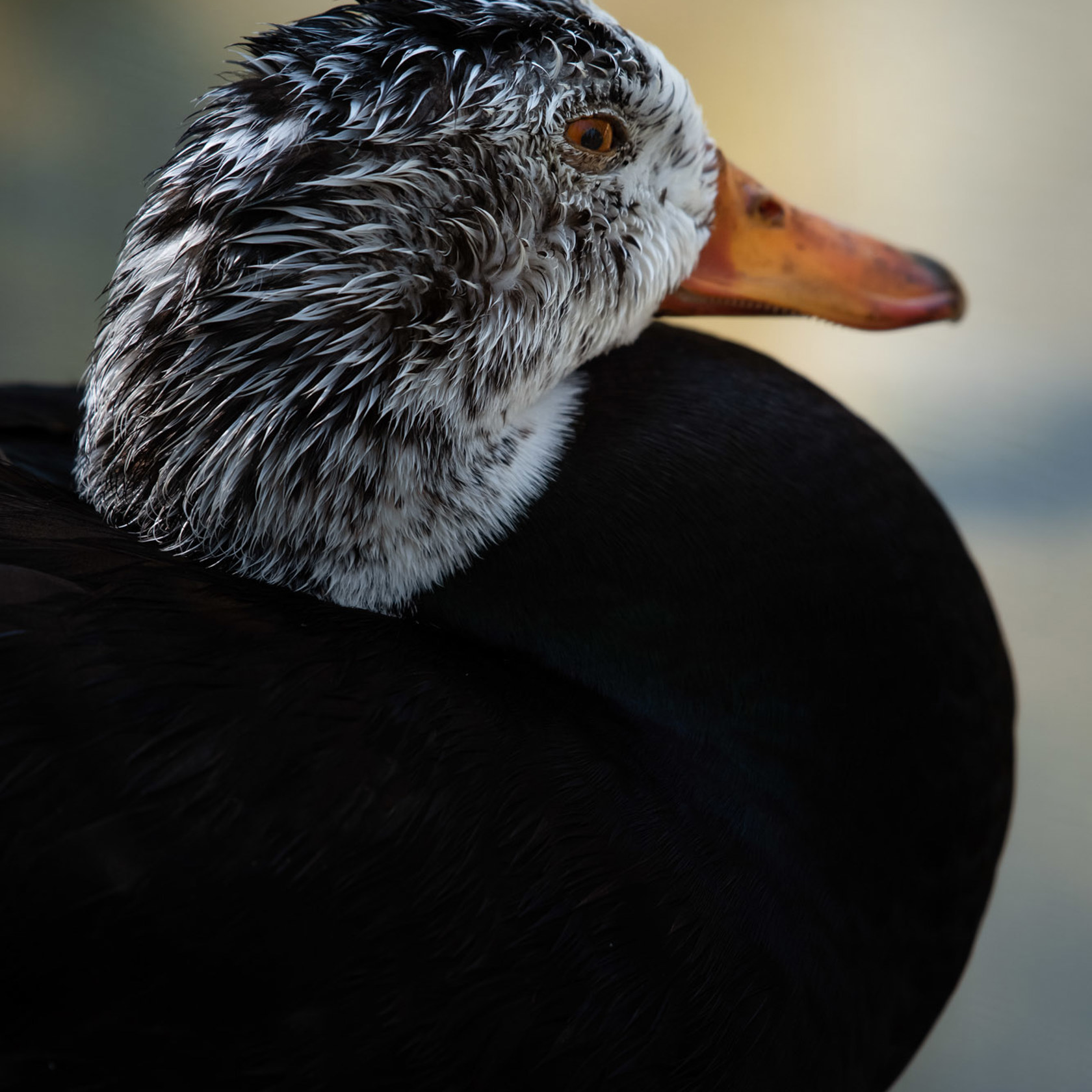 White Winged Duck 2021 01