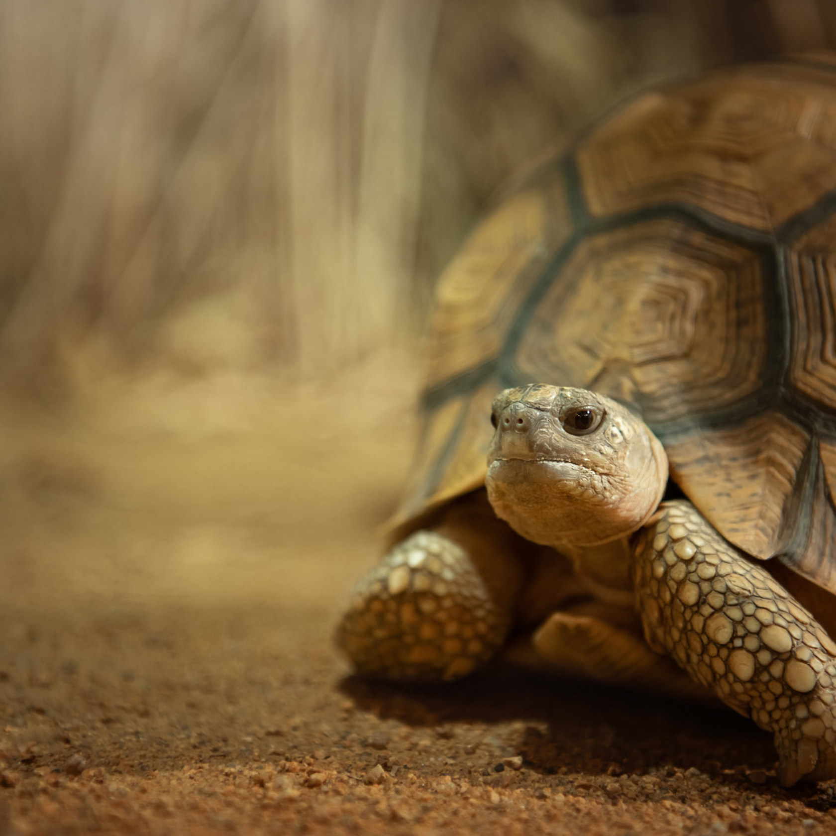 A Ploughshare Tortoise at Jersey Zoo