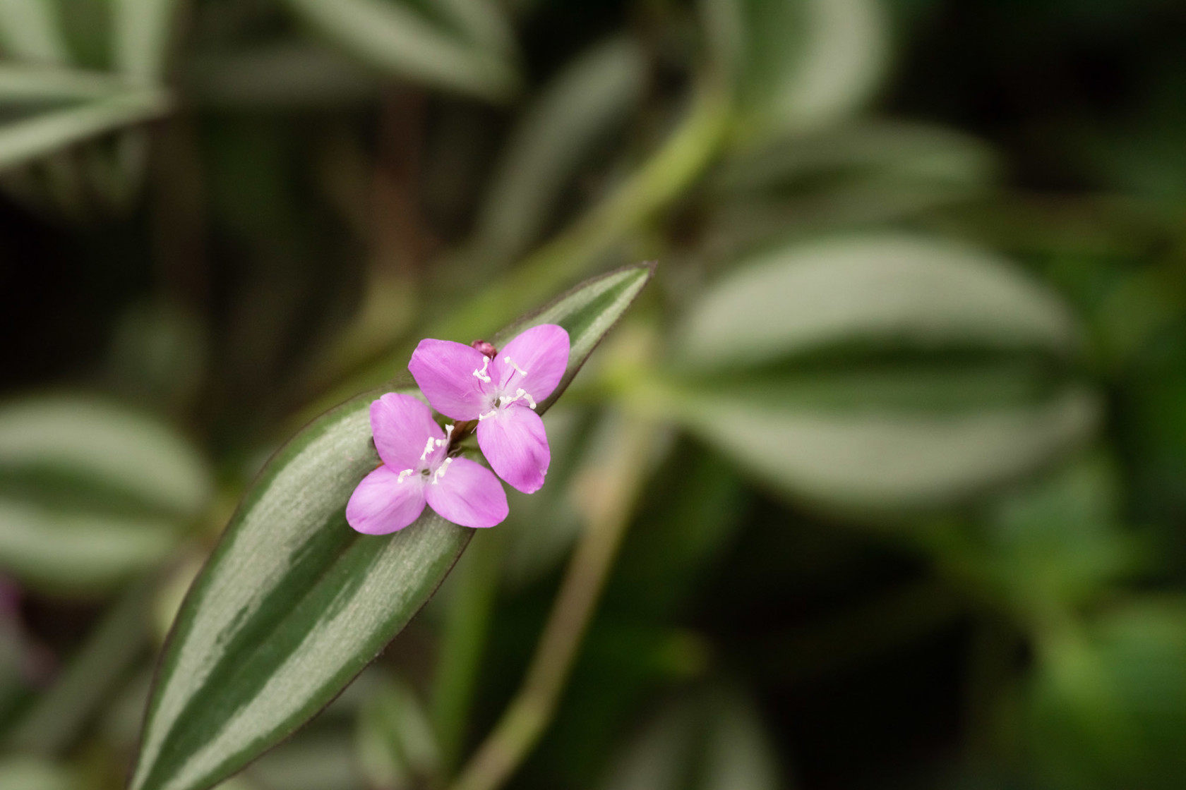 Zoo Flora 2021 05