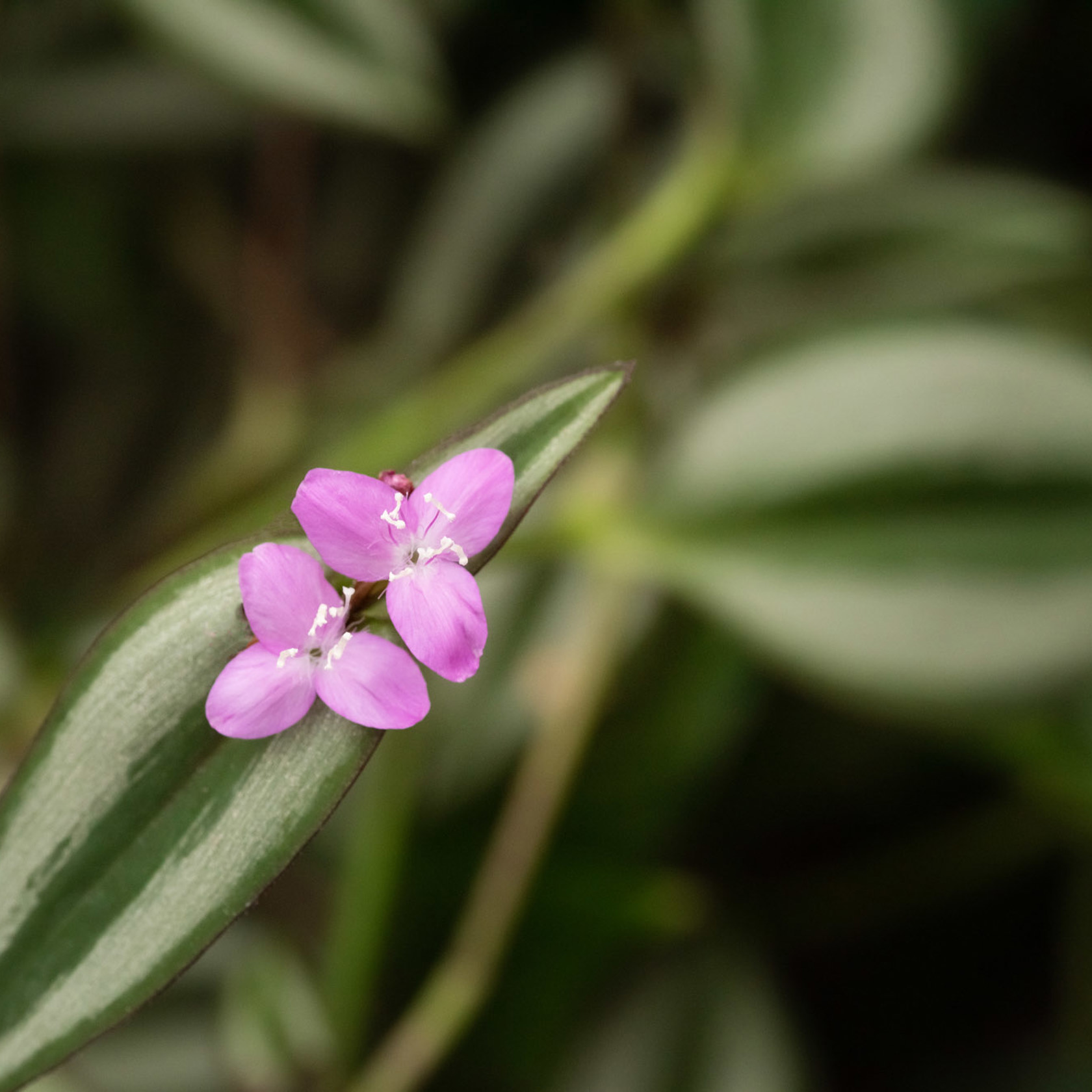 Zoo Flora 2021 05