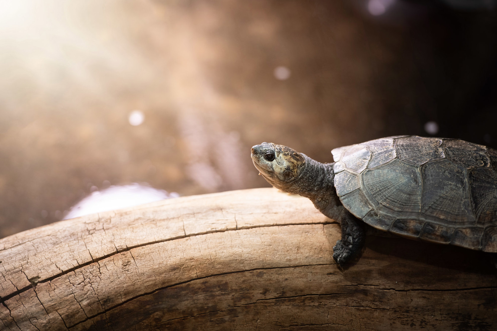 Madagascar Giant Side Necked Turtle basks in the sun