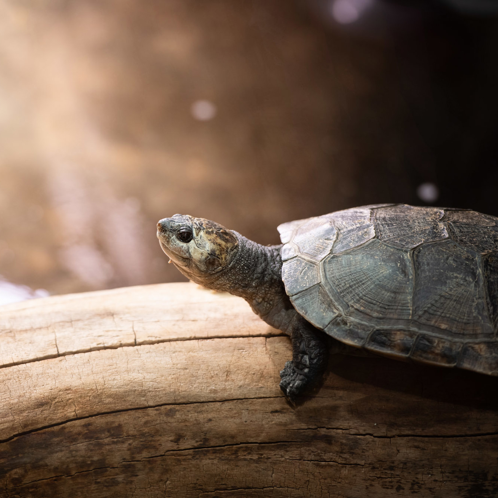 Madagascar Giant Side Necked Turtle basks in the sun