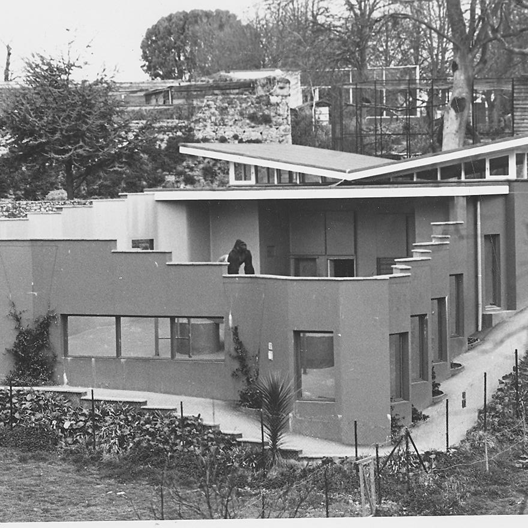 2Nd Gorilla Enclosure, Completed In 1971 72, Named After Donor Brian Park, Who Became Chairman. Gorilla Is Jambo, Who Arrived In 1972