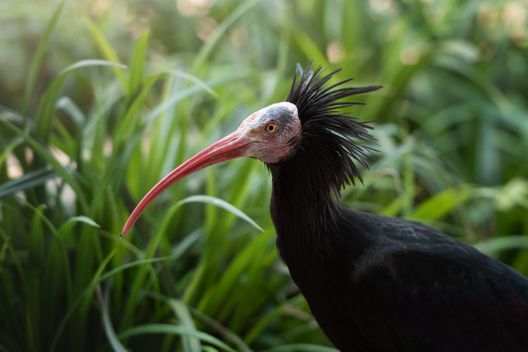 Northern Bald Ibis 2021 04