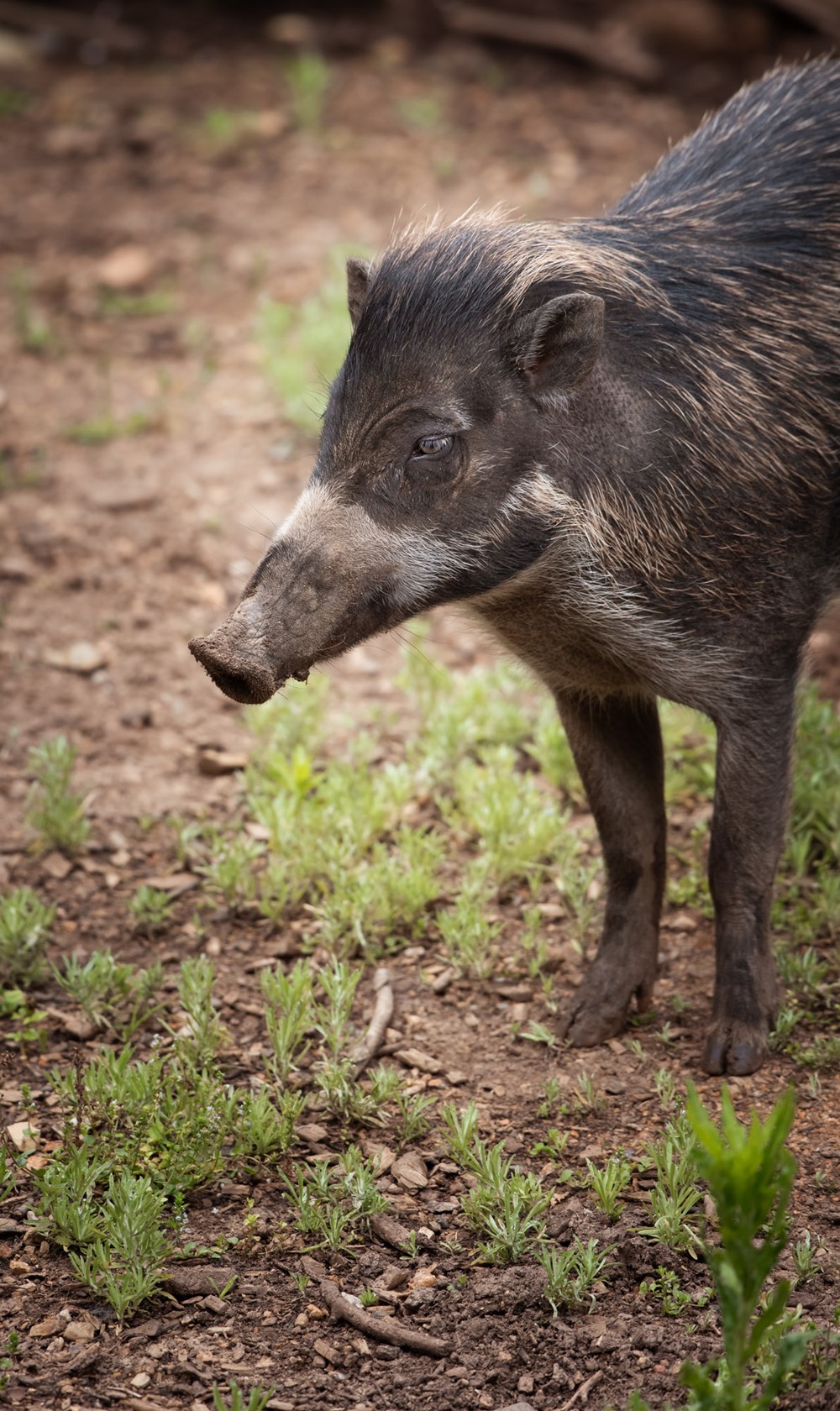 Visayan Warty Pig 2021 03