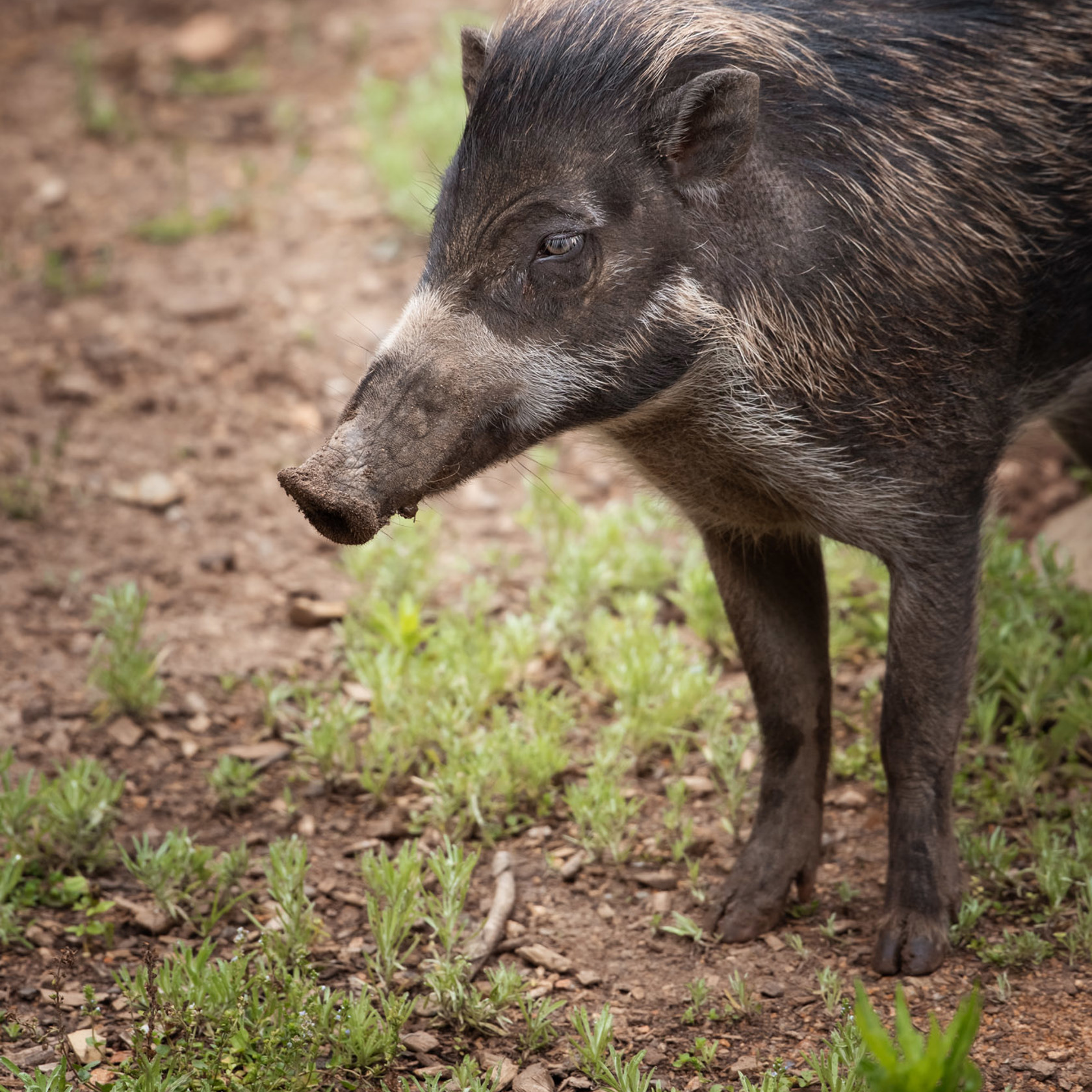 Visayan warty pigs at Jersey Zoo | Durrell