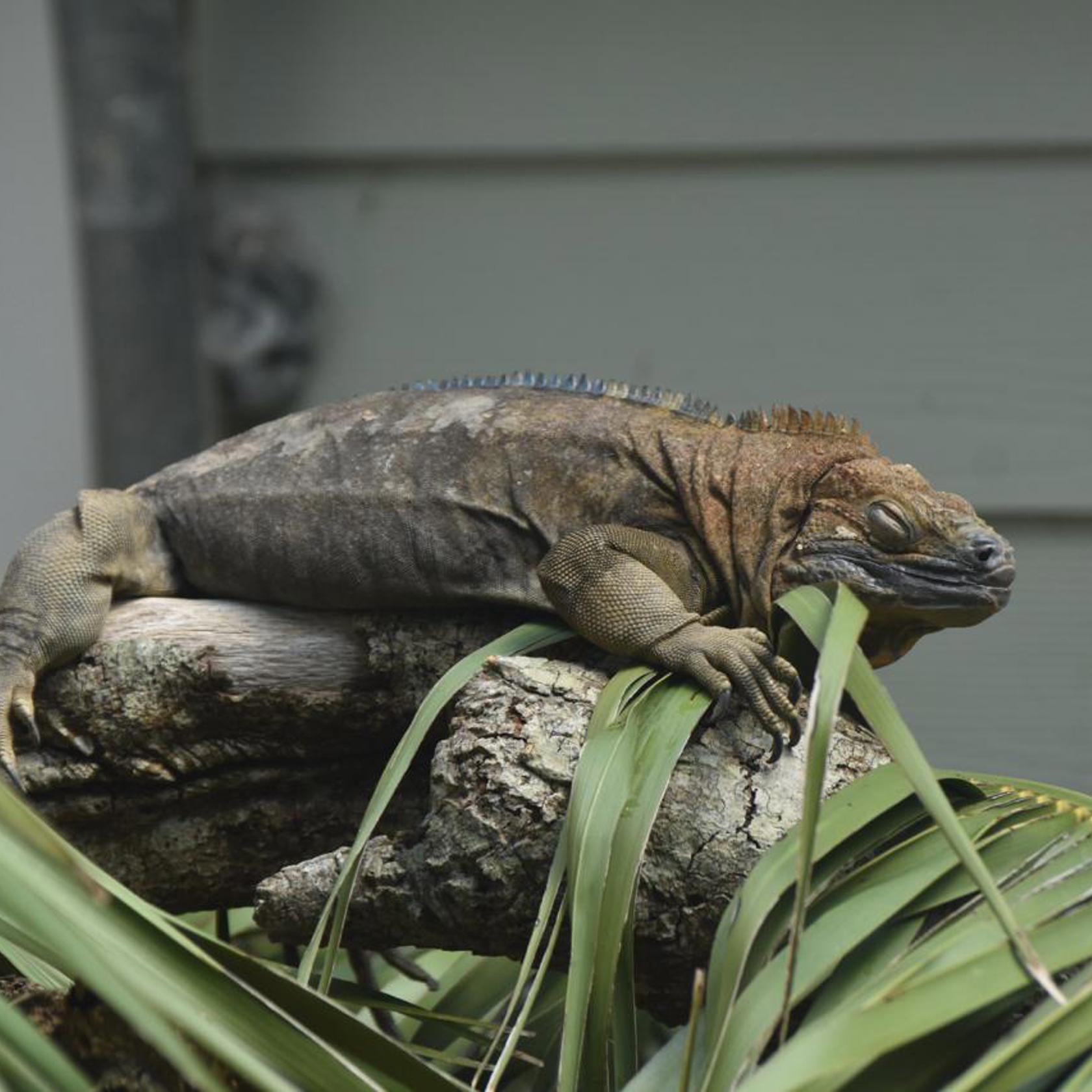 Jamaican Iguana 1