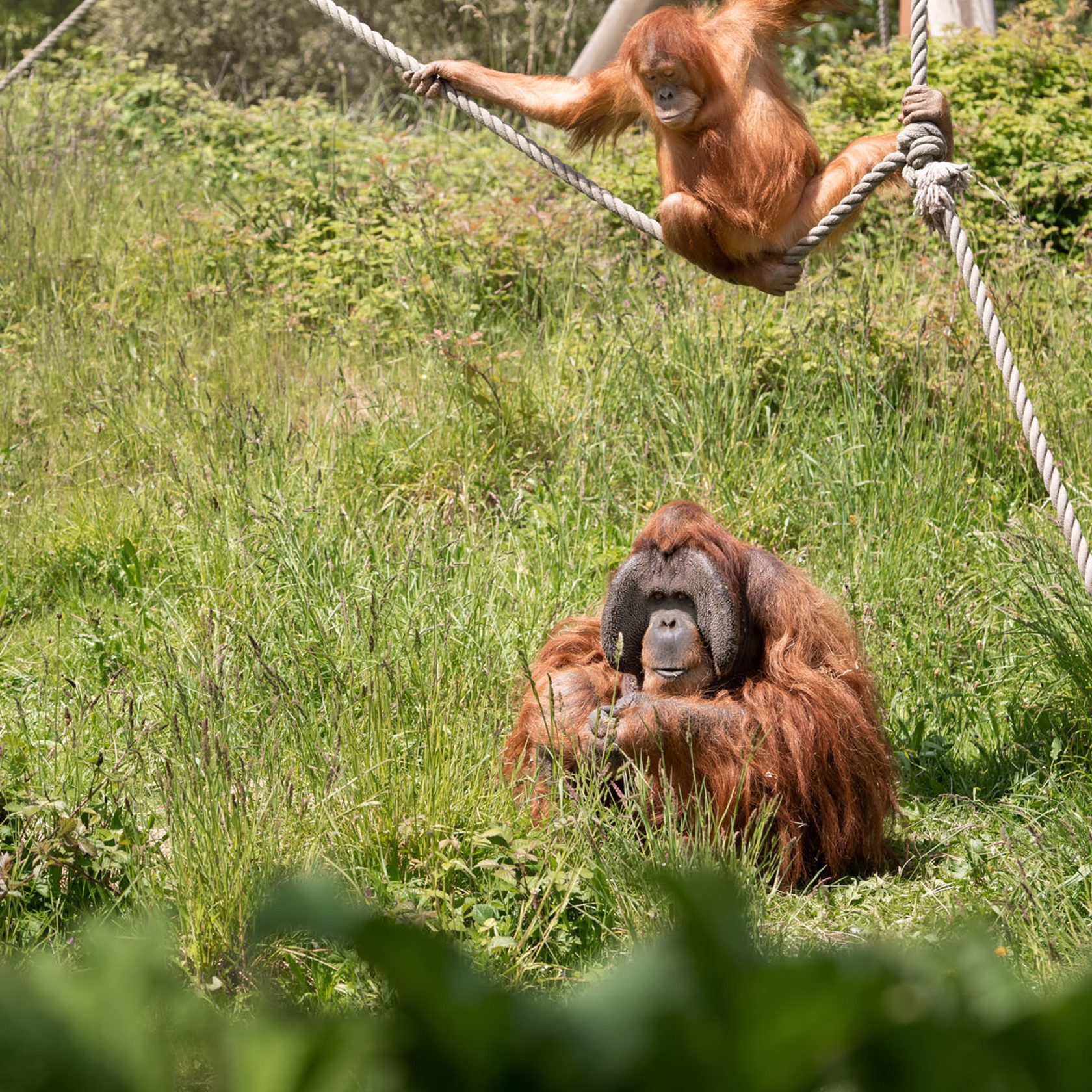 Sumatran Orangutan 2021 02