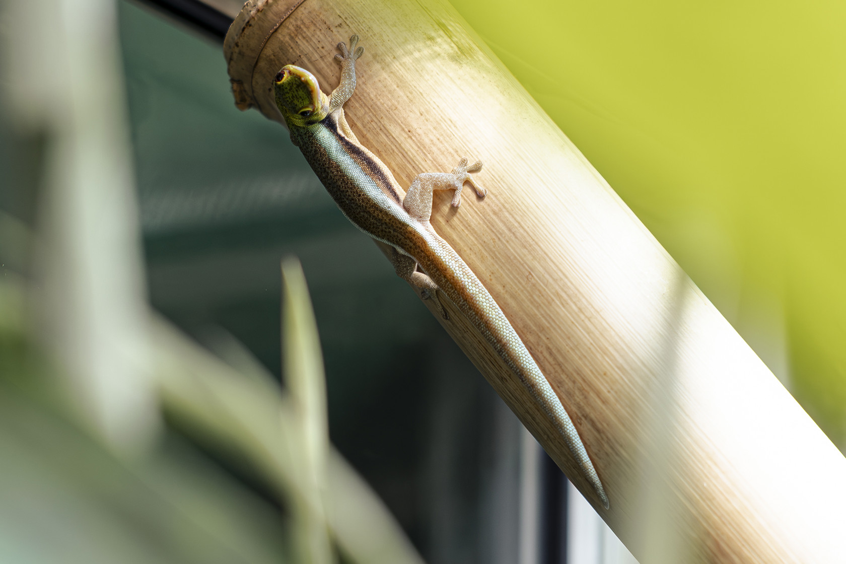 Yellow Headed Day Gecko