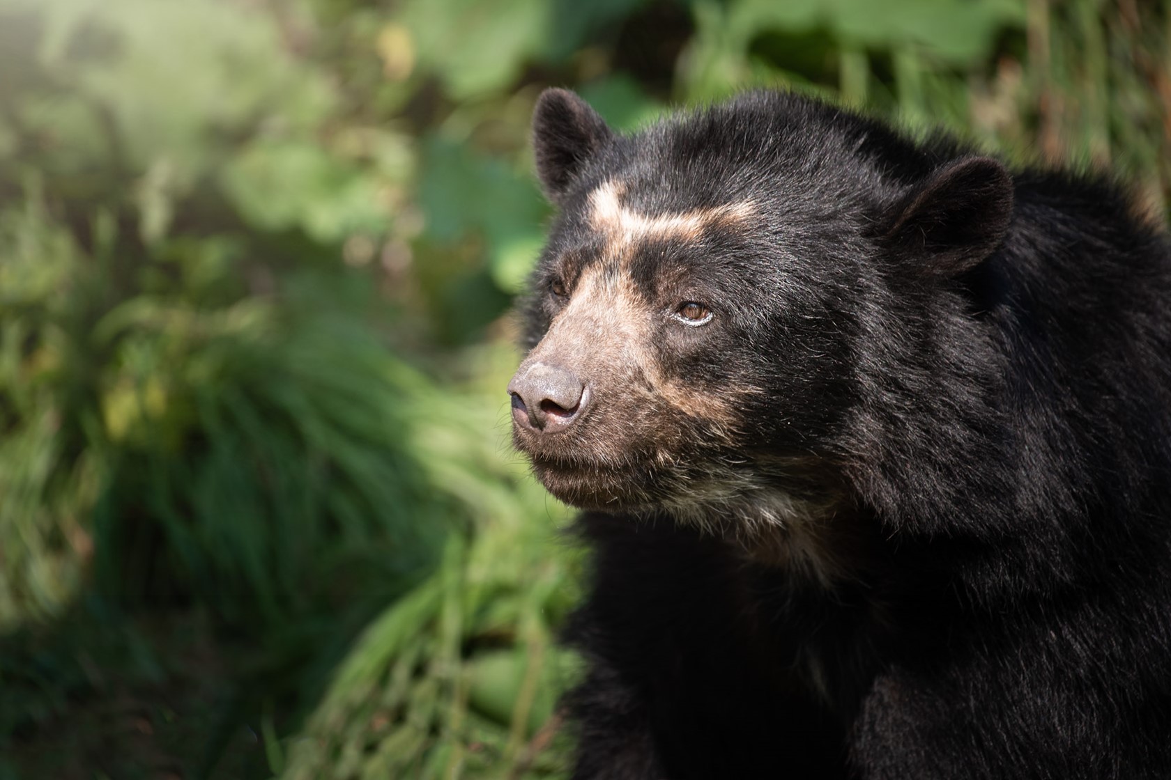 Spectacled bear at Jersey Zoo