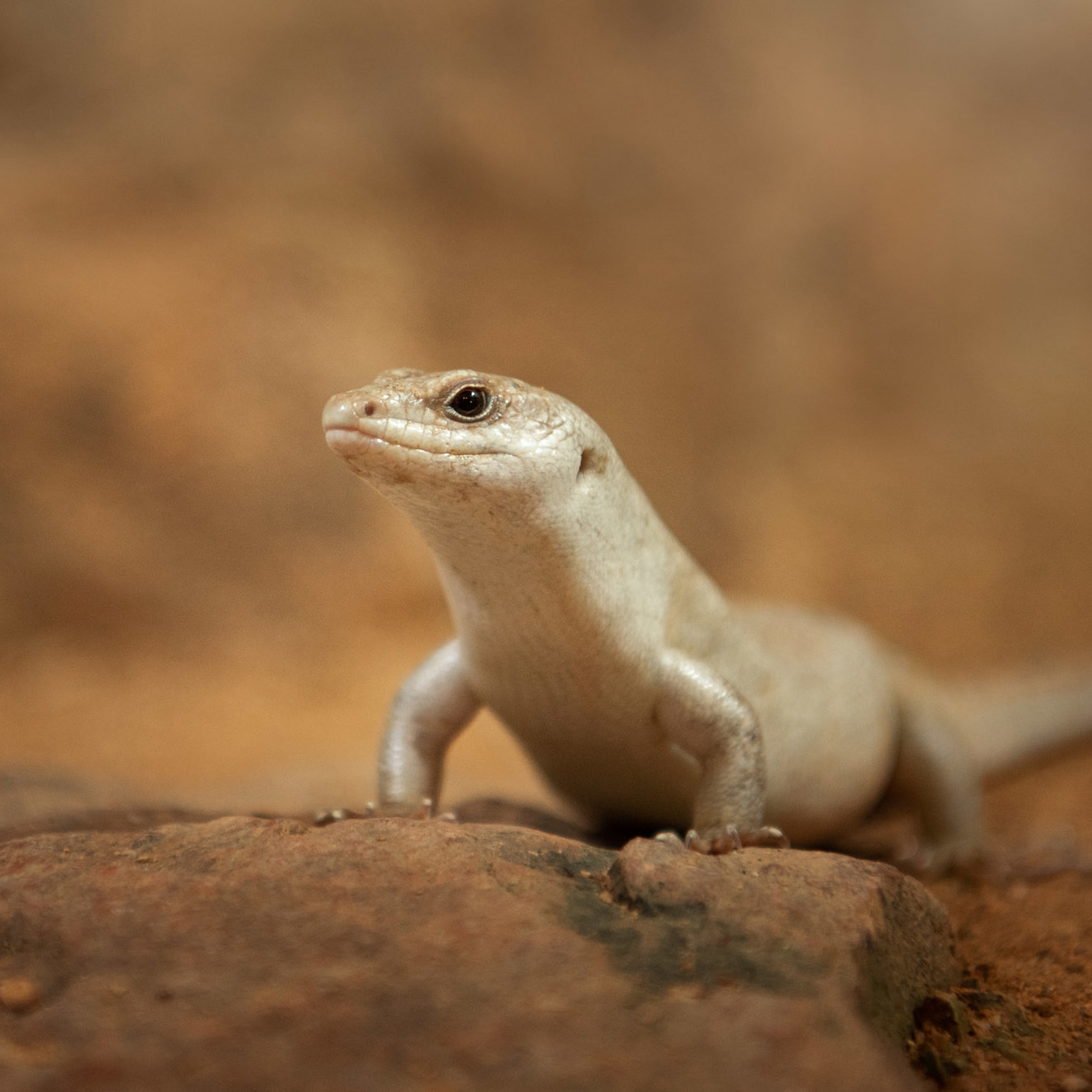 Telfair's Skink at Jersey Zoo
