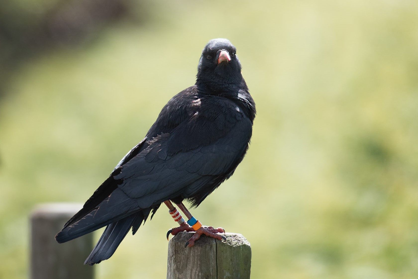 Red-billed chough perched on a fence post