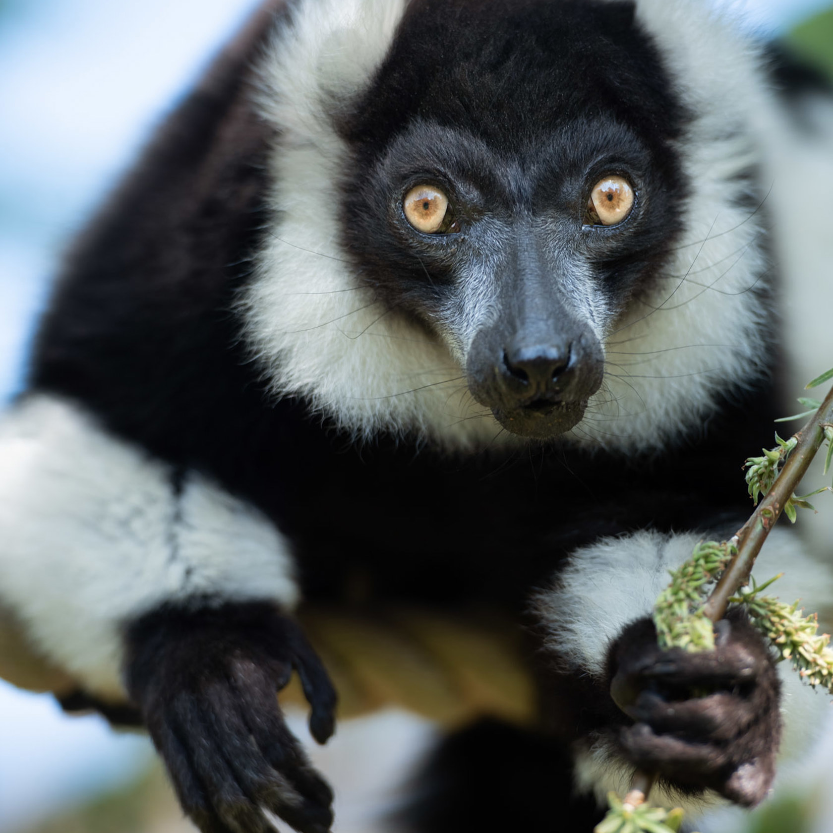 Black And White Ruffed Lemur 2021 15