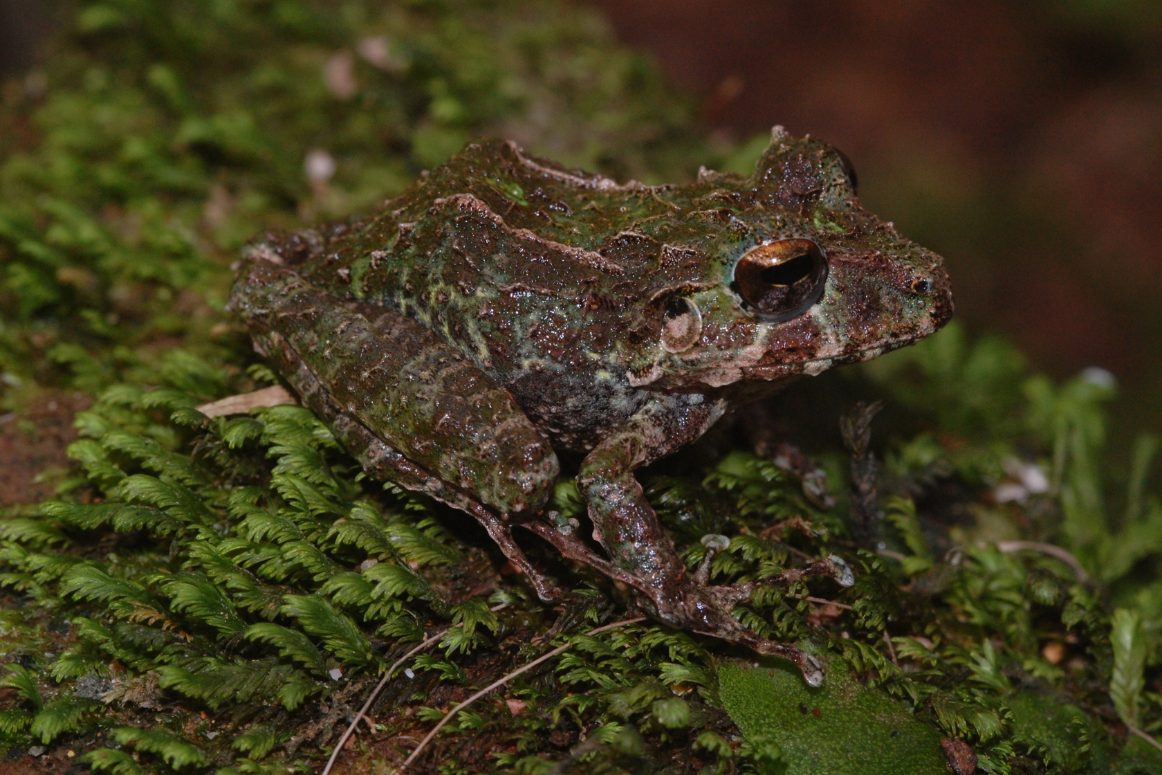 Eleutherodactylus Nortoni Copyright Ariadne Angulo (1)