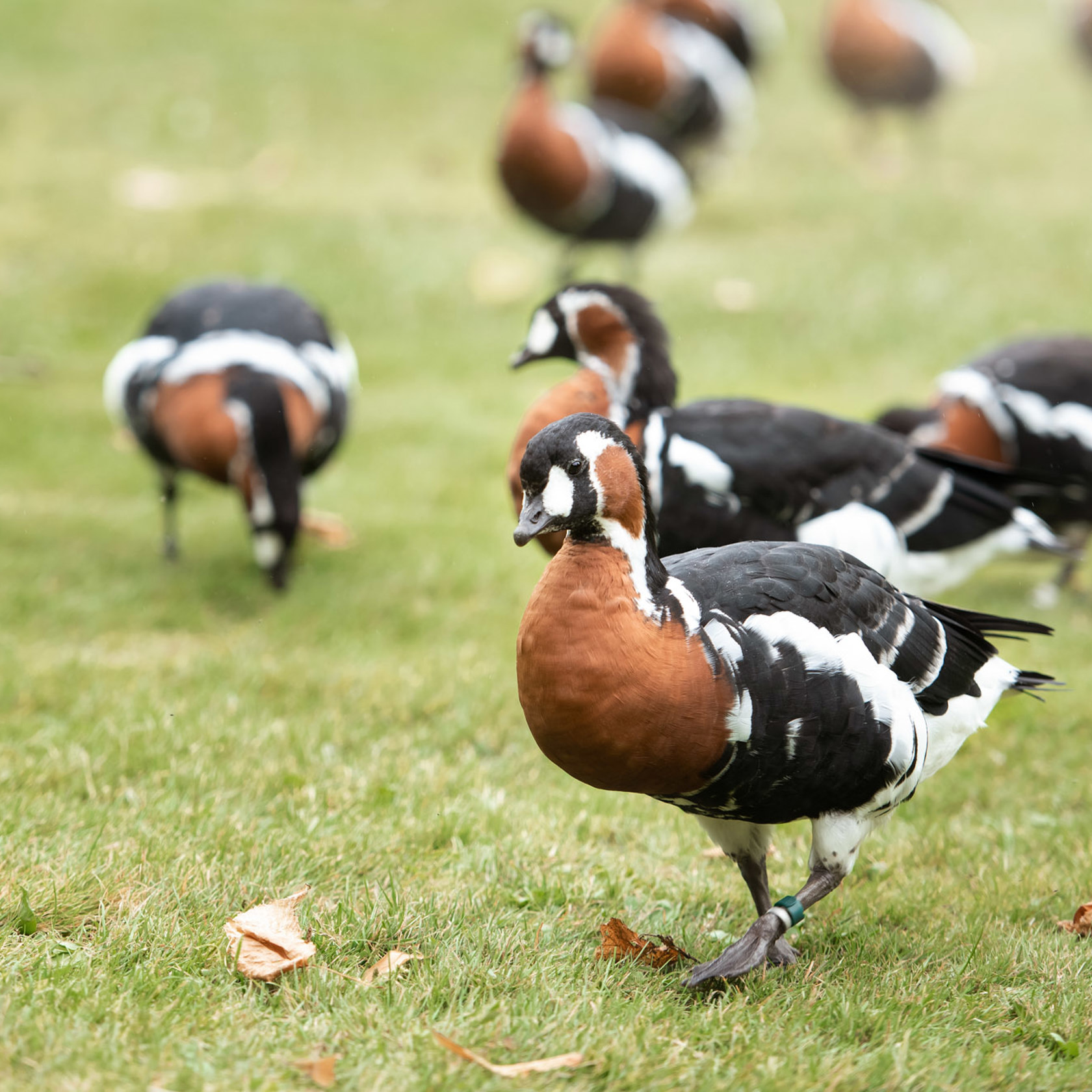 Red Breasted Goose 2021 04