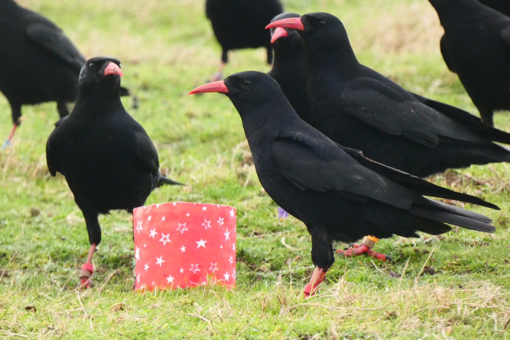 Festive Enrichment. Photograph By Charlotte Dean