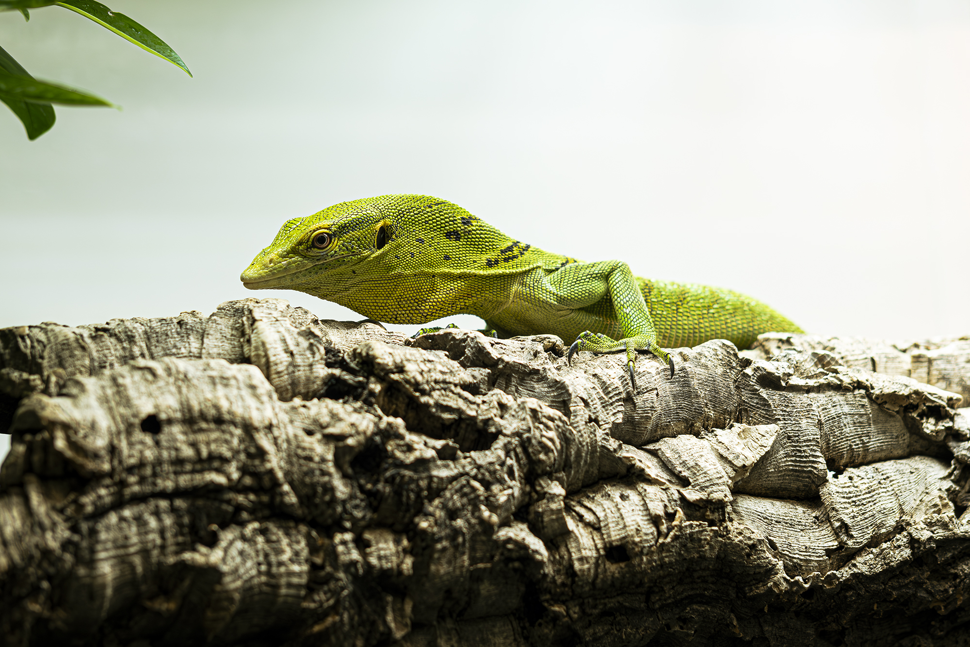Emerald Tree Monitor 4