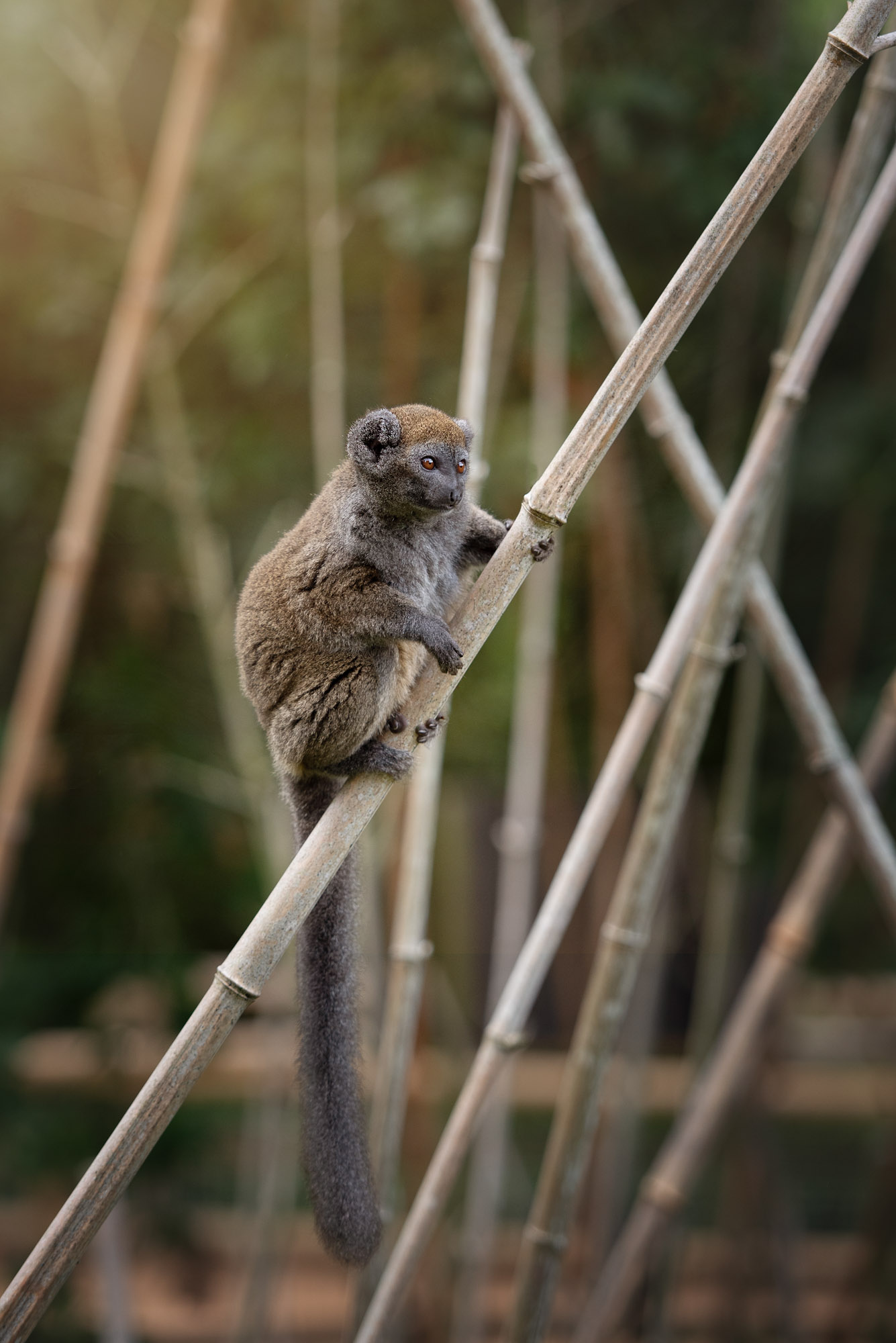 Umbraco.Cms.Core.Models.MediaWithCrops`1[Website.Models.Image]