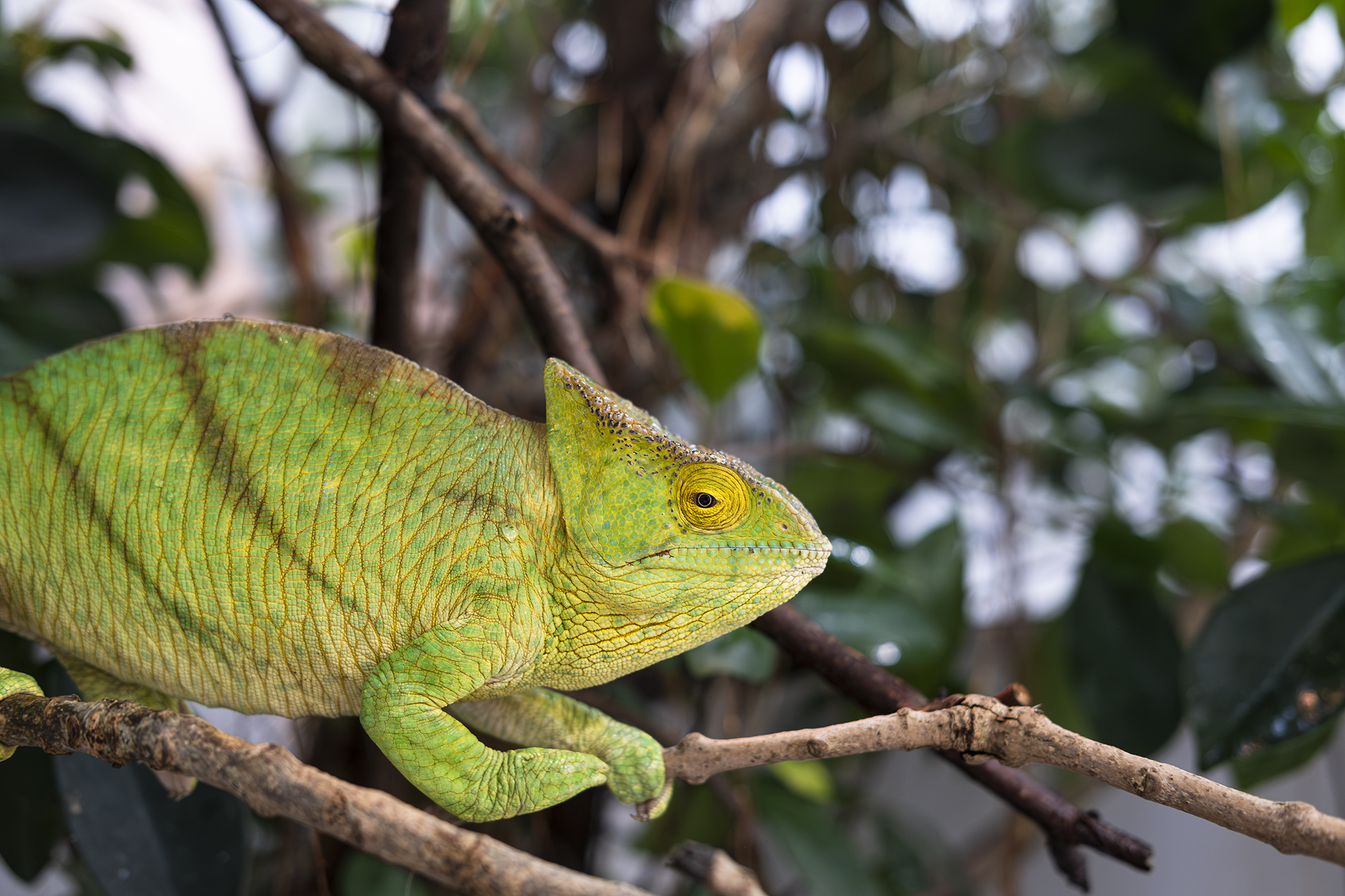 Parson's Chameleon 17