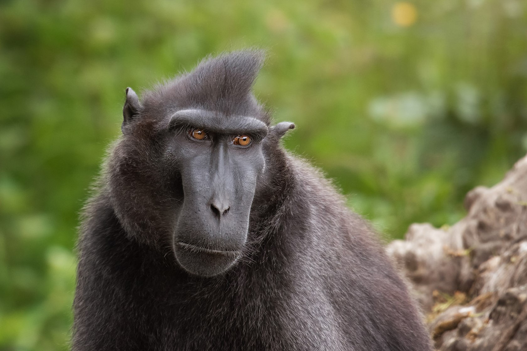 Sulawesi Crested Macaque at Jersey Zoo
