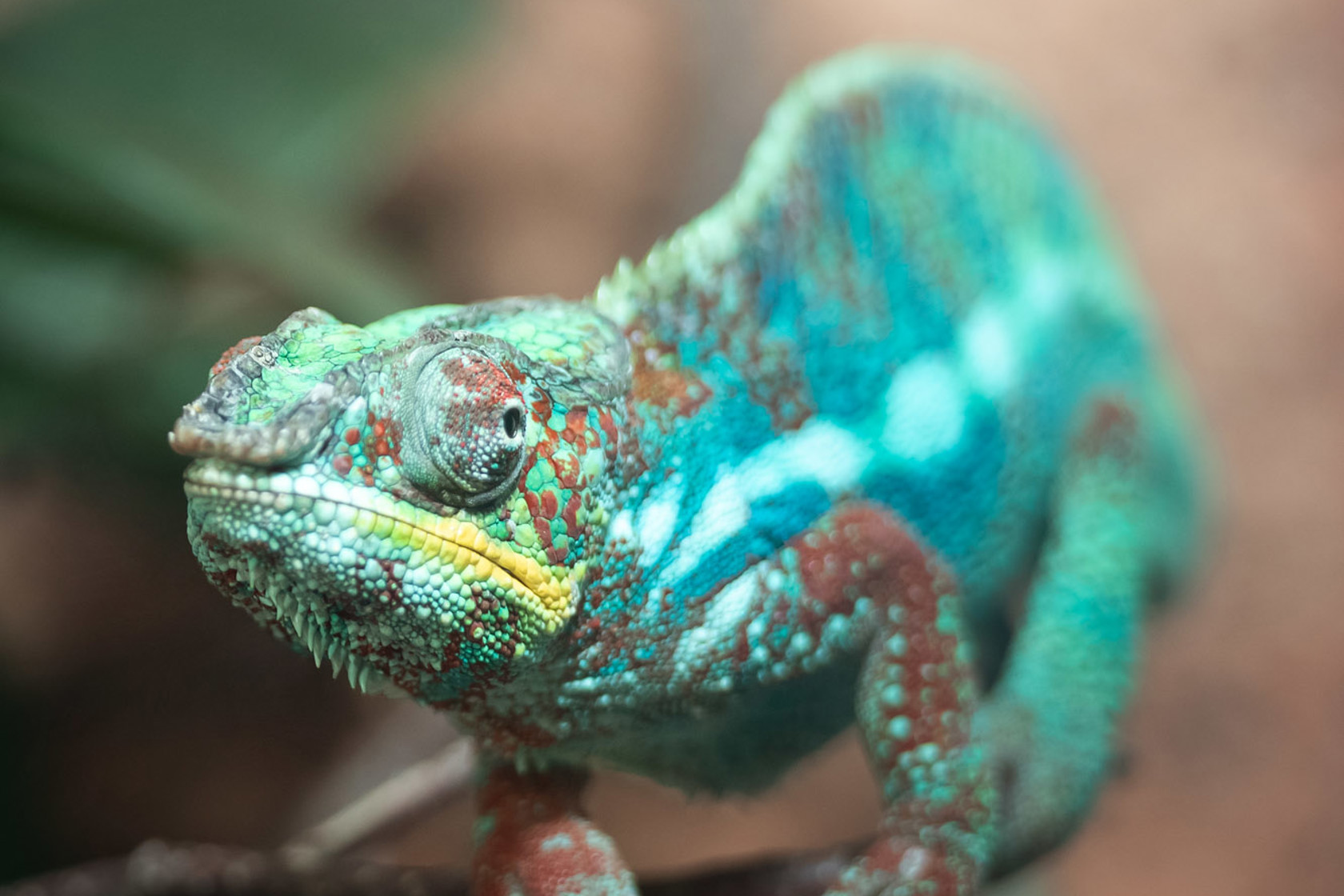 Panther Chameleon 2021 06