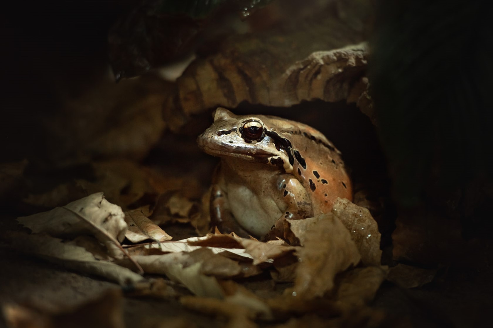 Mountain chicken frog at Jersey Zoo