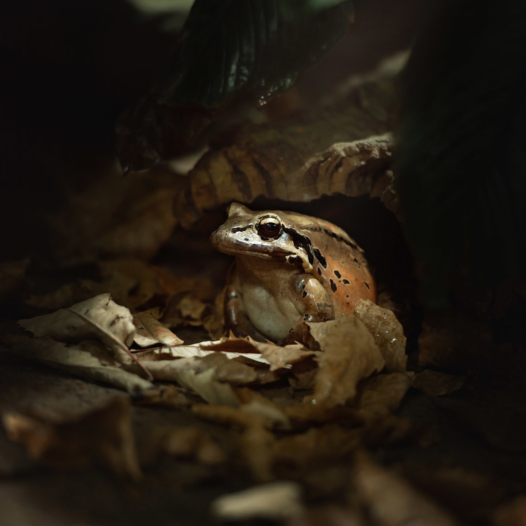 Mountain chicken frog at Jersey Zoo