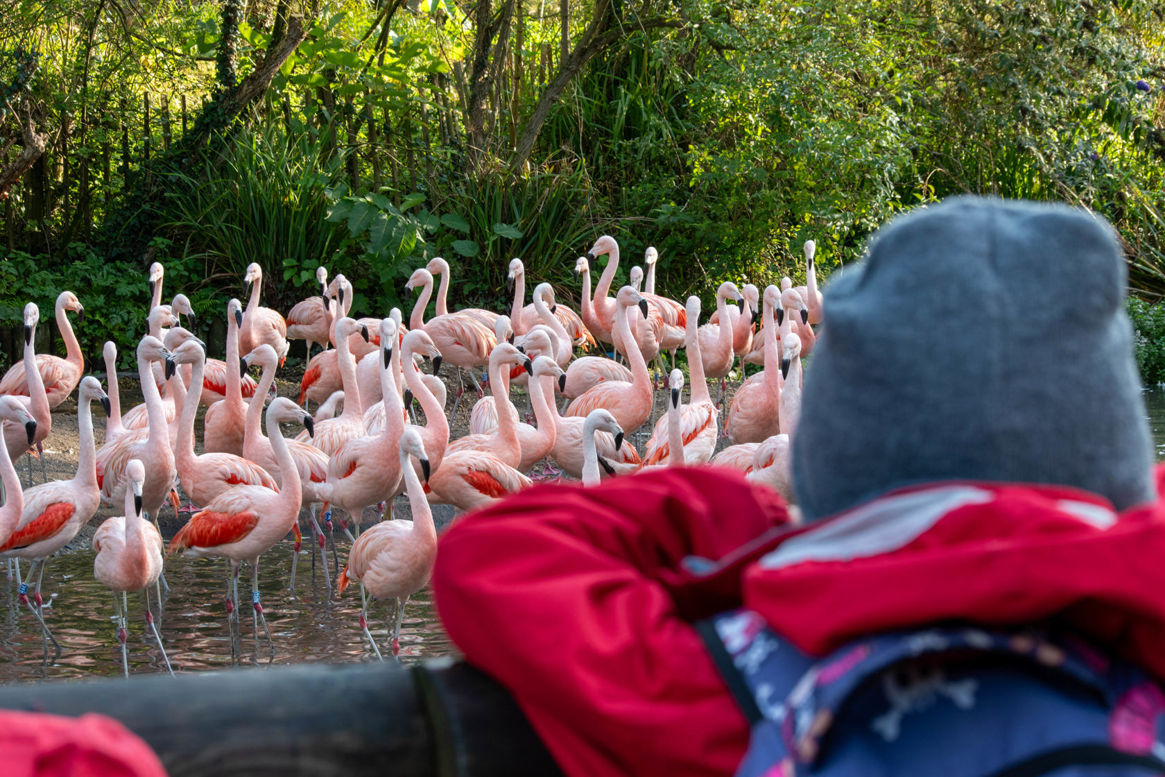 Flamingo