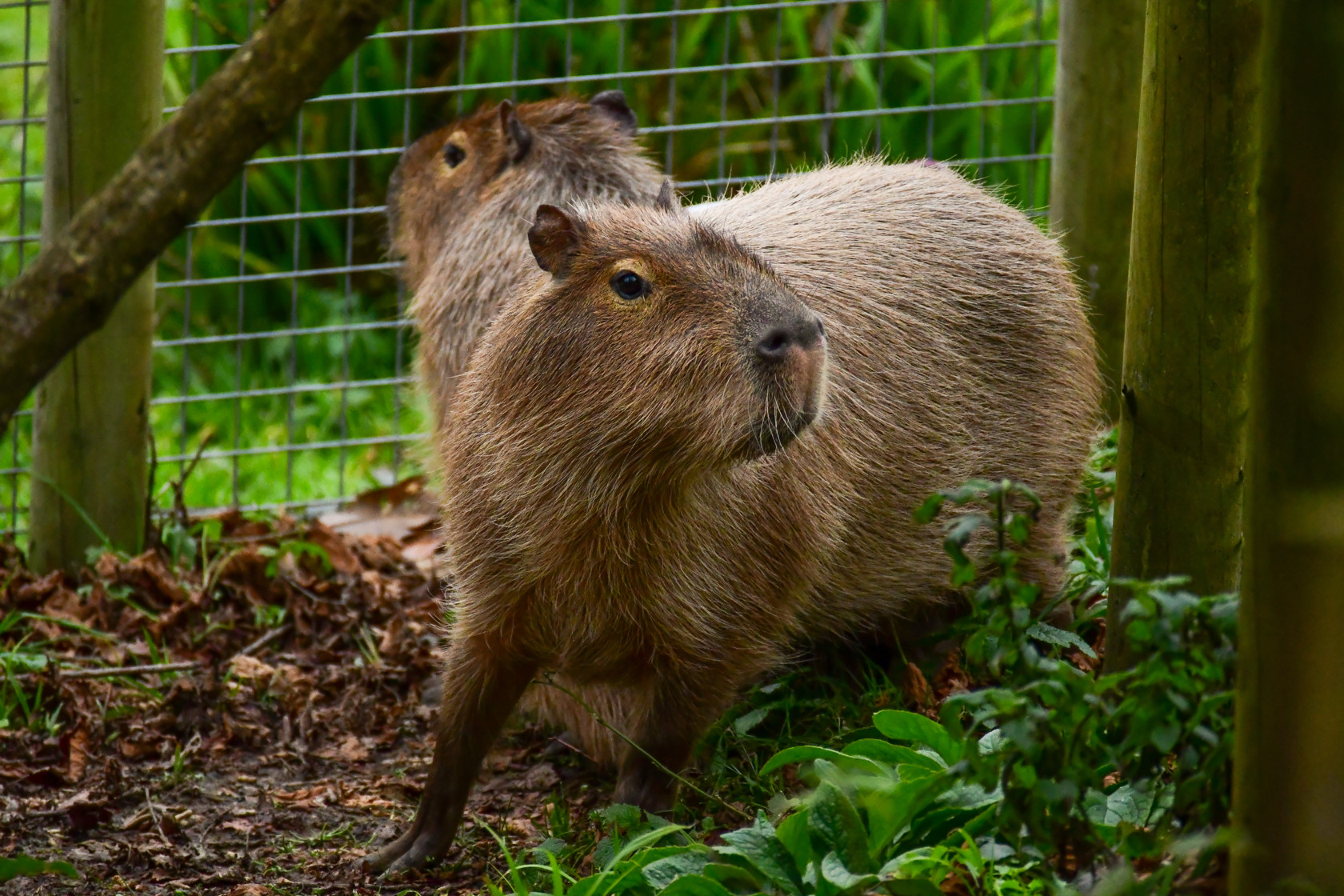 Capybara at Jersey Zoo | Durrell