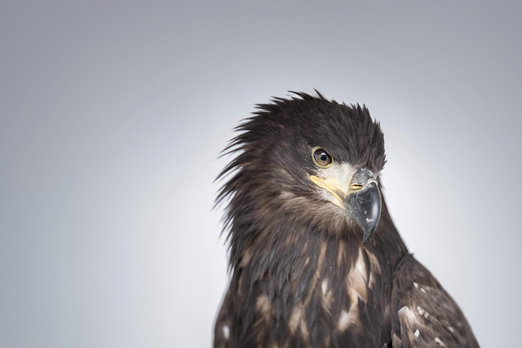 WTE Close Up Krystal King Edit 3