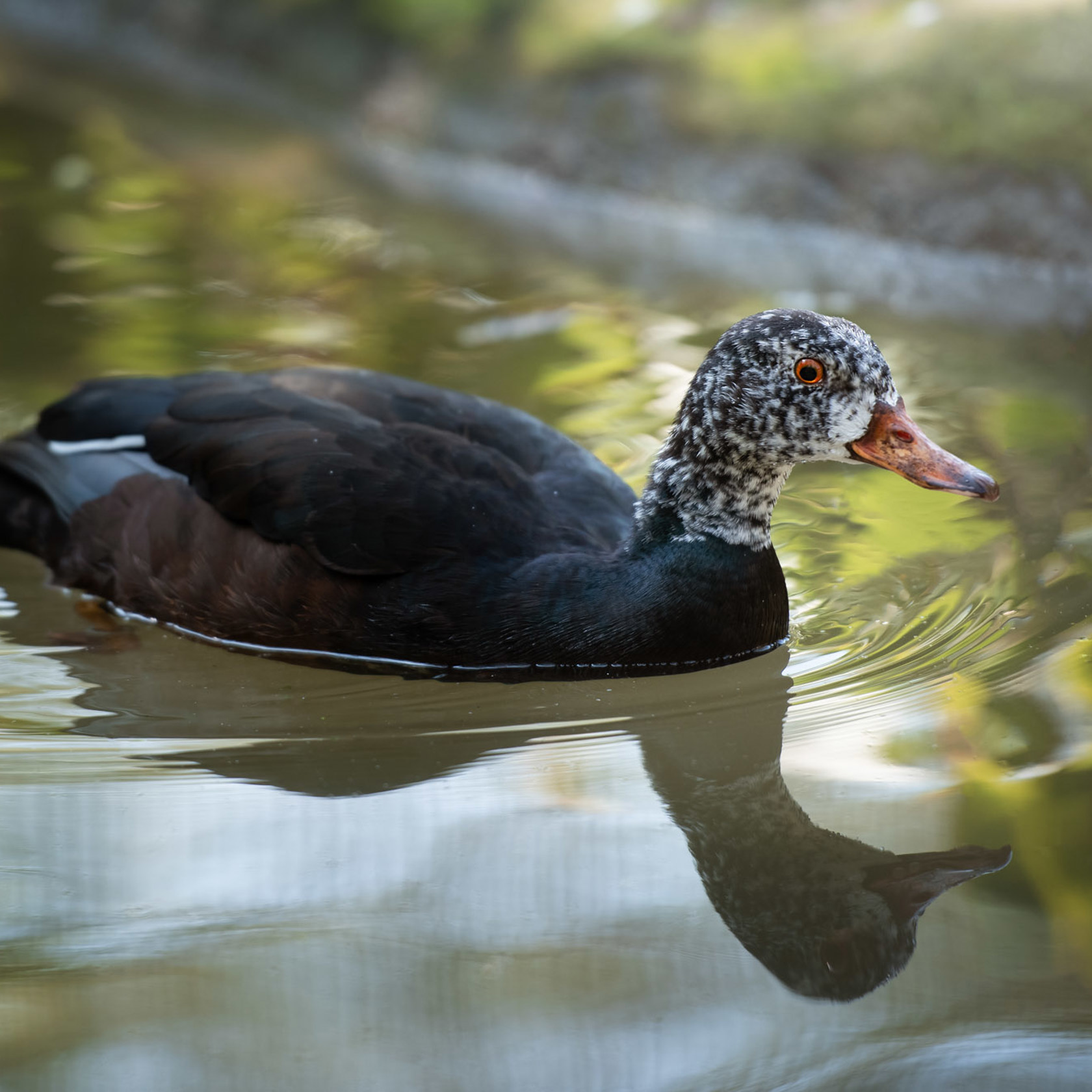 White Winged Duck 2021 04