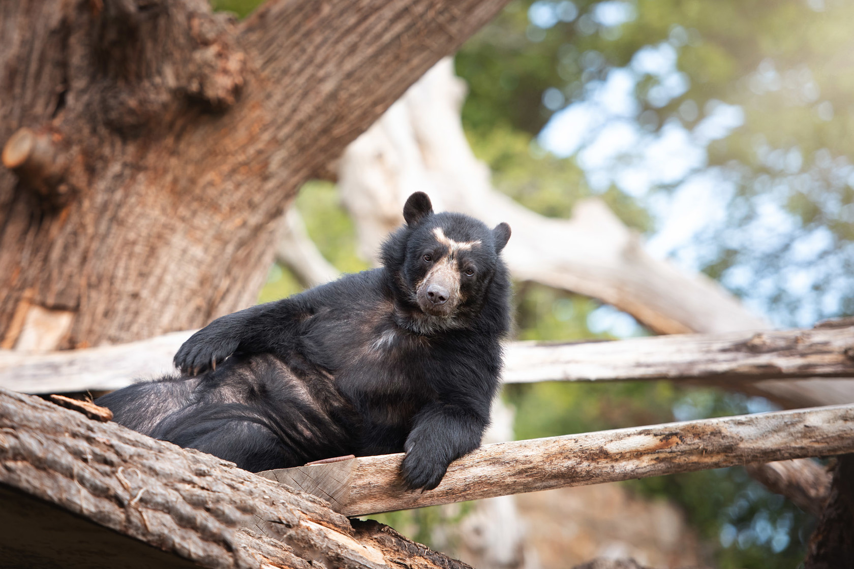 Spectacled bear relaxes in a tree at Jersey Zoo