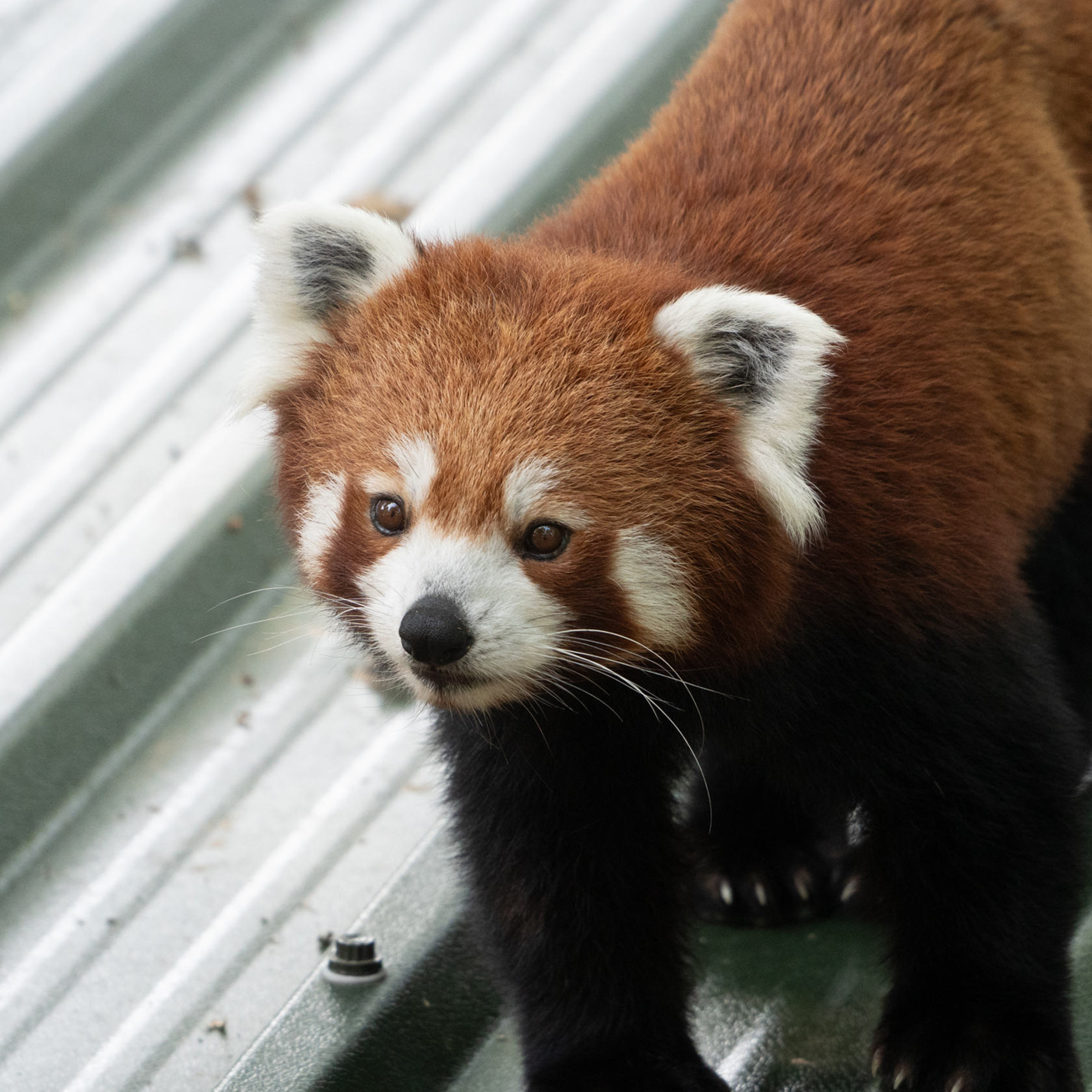 Esha Red Panda Credit Harding Lee Media8