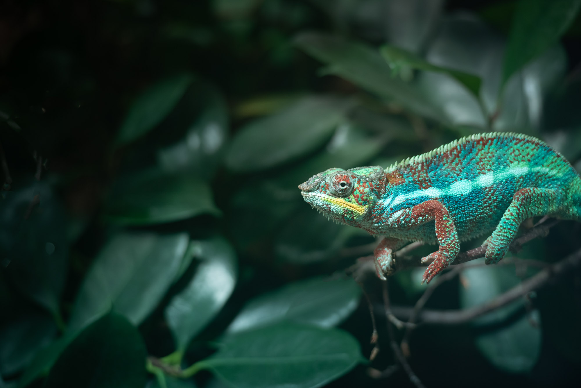 Opening Times at Jersey Zoo Durrell