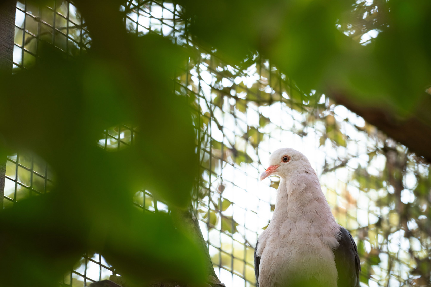 Pink pigeon at Jersey Zoo