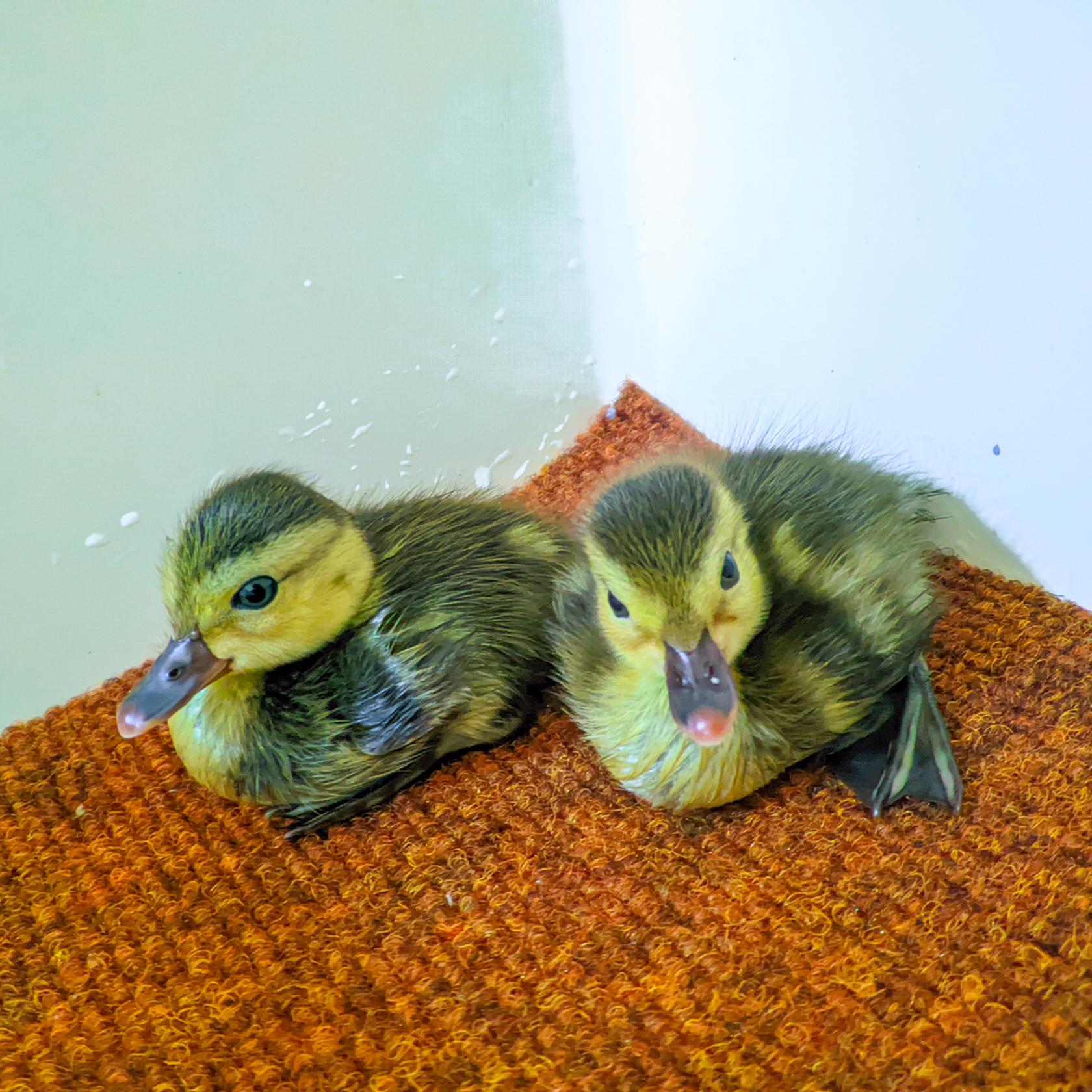 Pochard Duckling Durrell 1