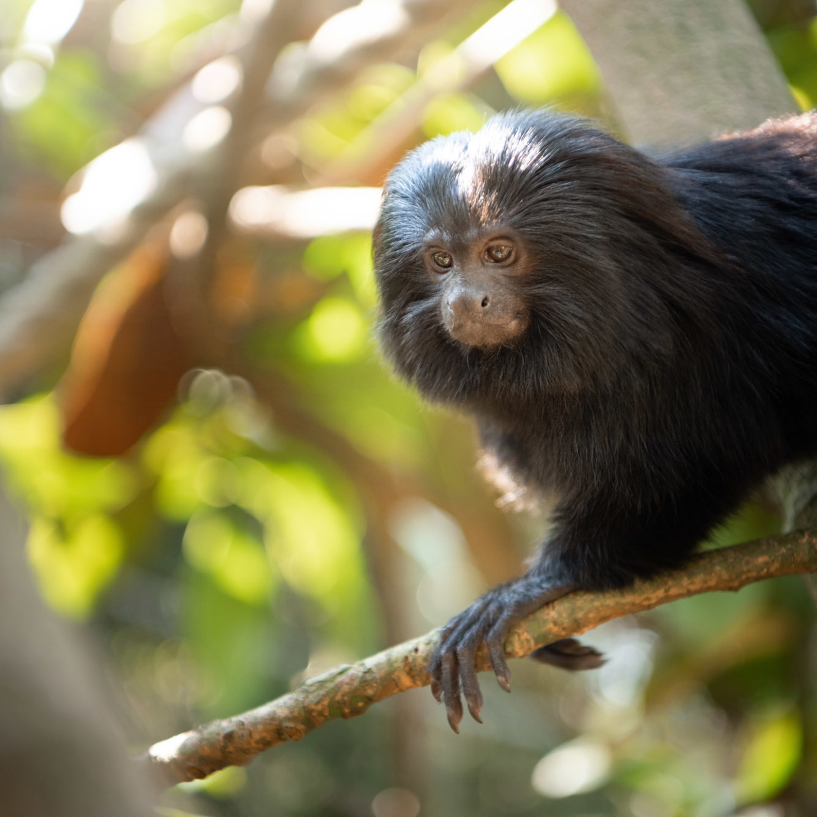 Black lion tamarin moves across a branch