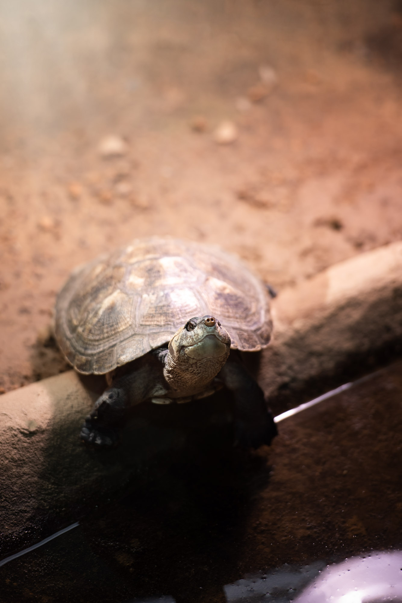 Umbraco.Cms.Core.Models.MediaWithCrops`1[Website.Models.Image]