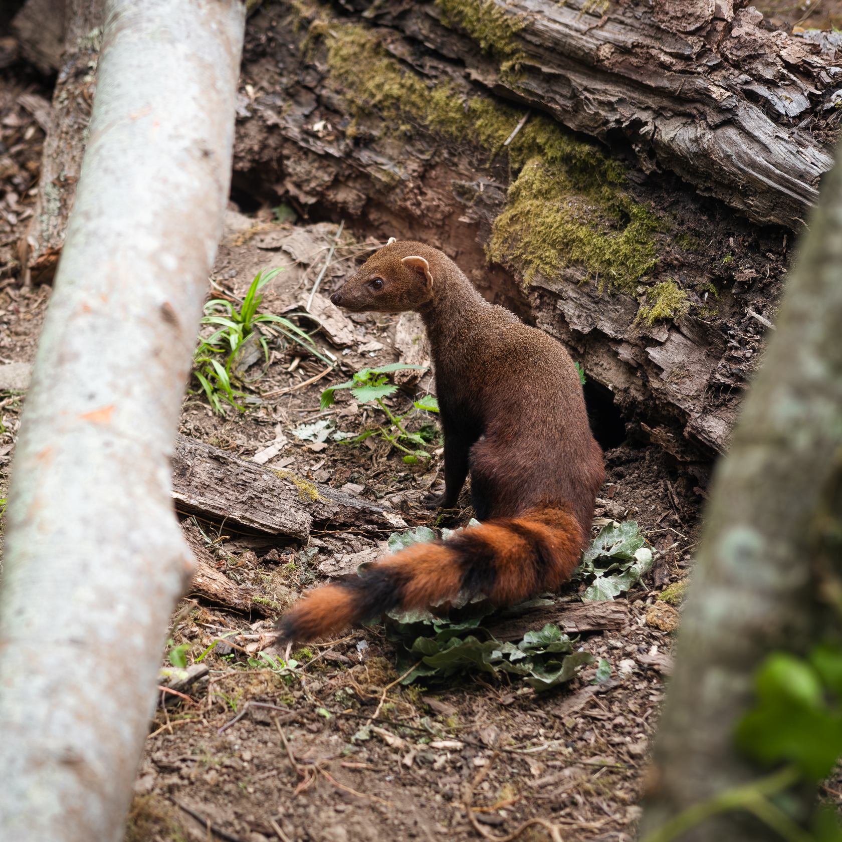 Ring Tailed Vontsira 1