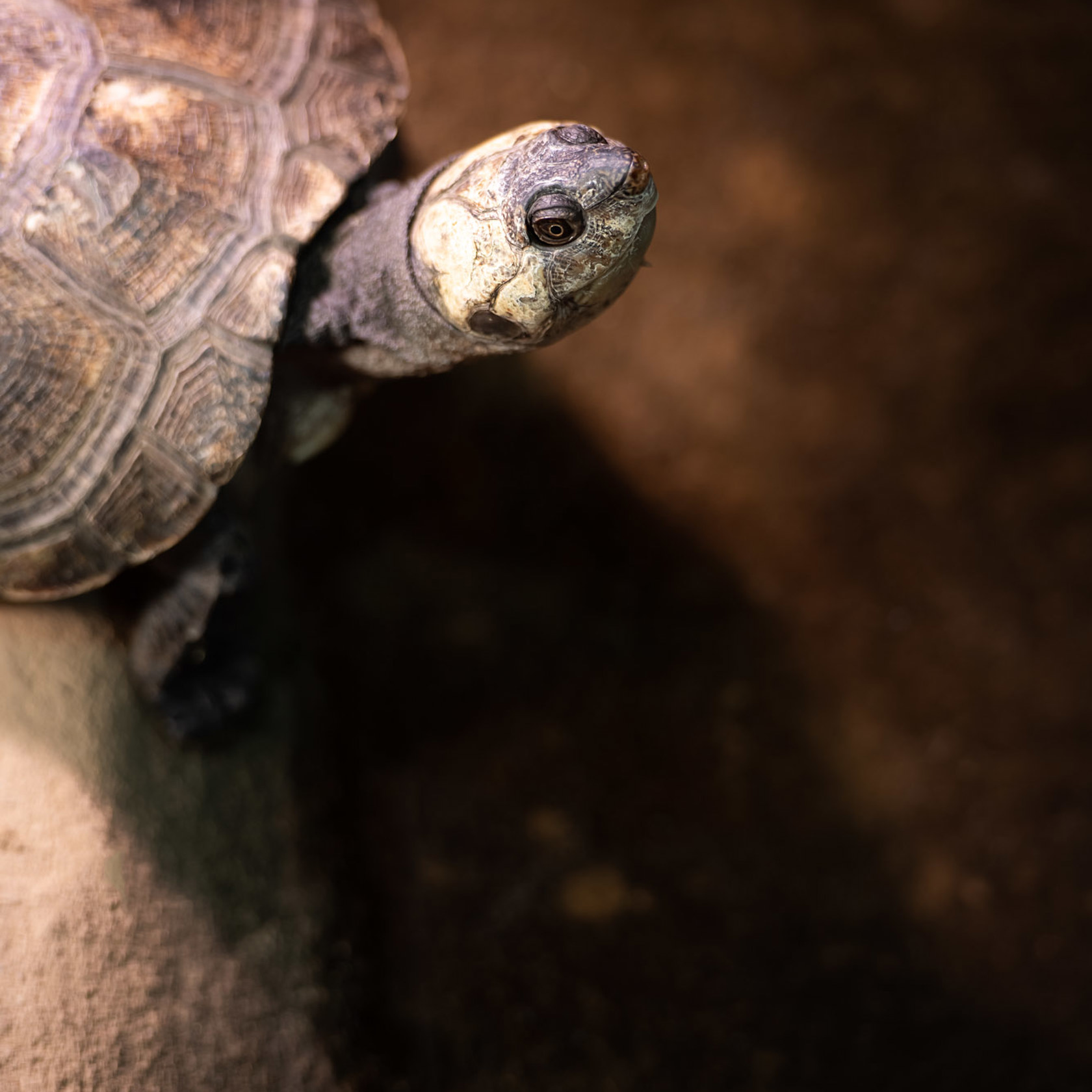 Madagascar Giant Side Necked Turtle at Jersey Zoo