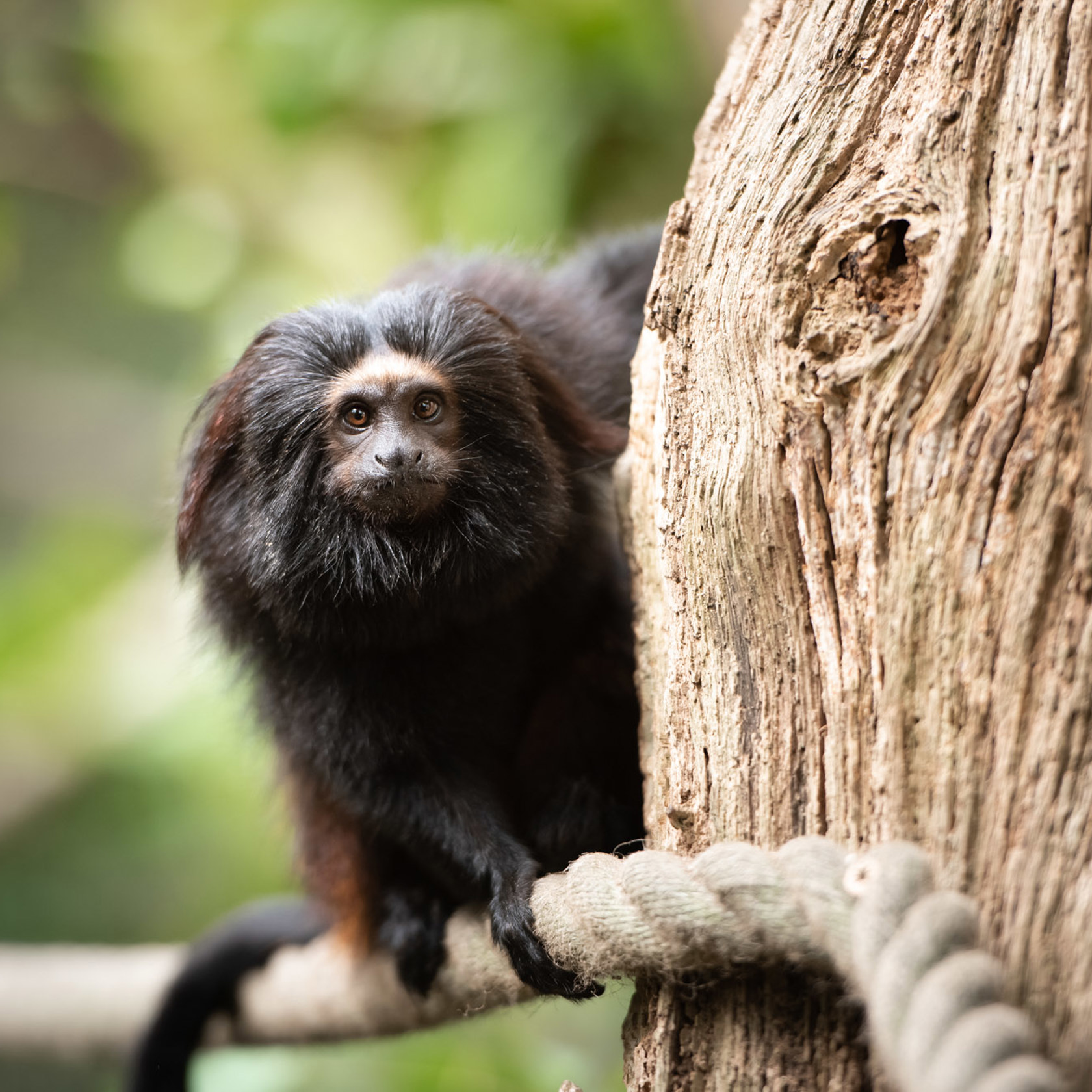 Black Lion Tamarin 2020 27