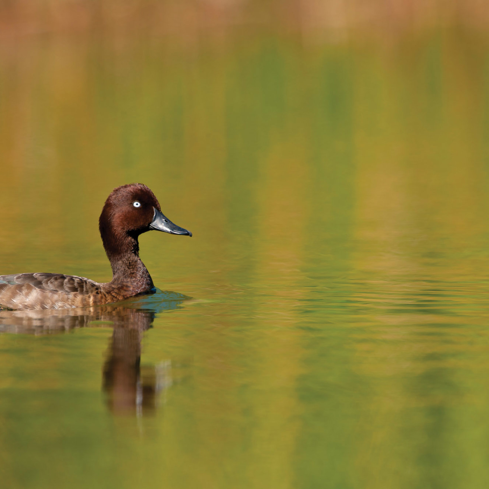 Pochard Wild Life 2020 Vol1 2010 Iñaki Relanzon 10