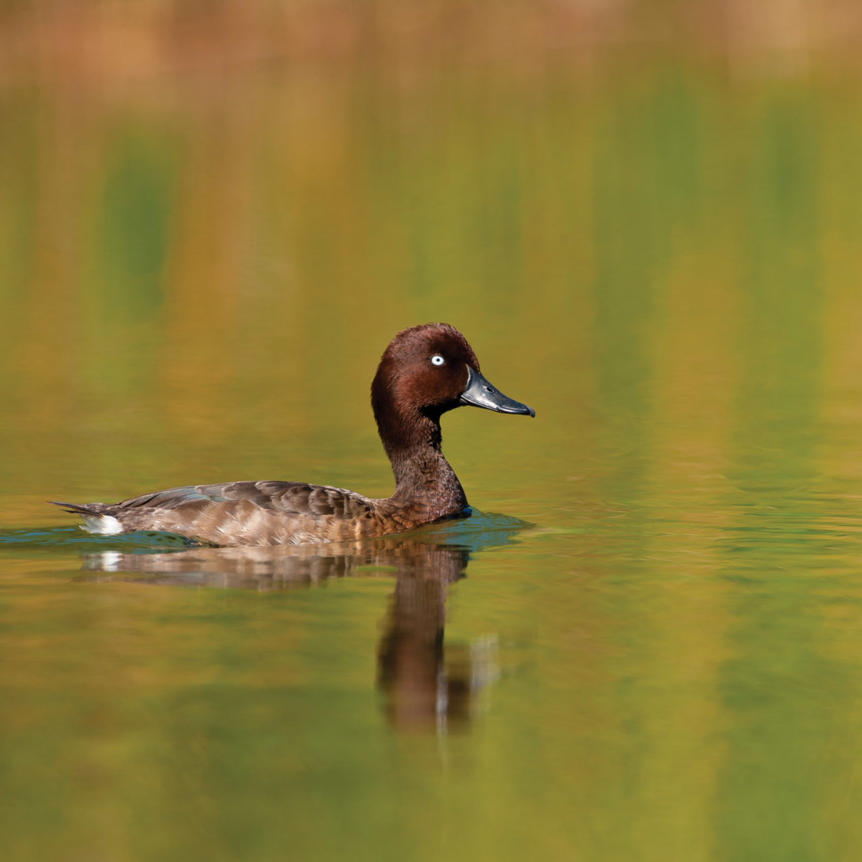 Pochard Wild Life 2020 Vol1 2010 Iñaki Relanzon 10