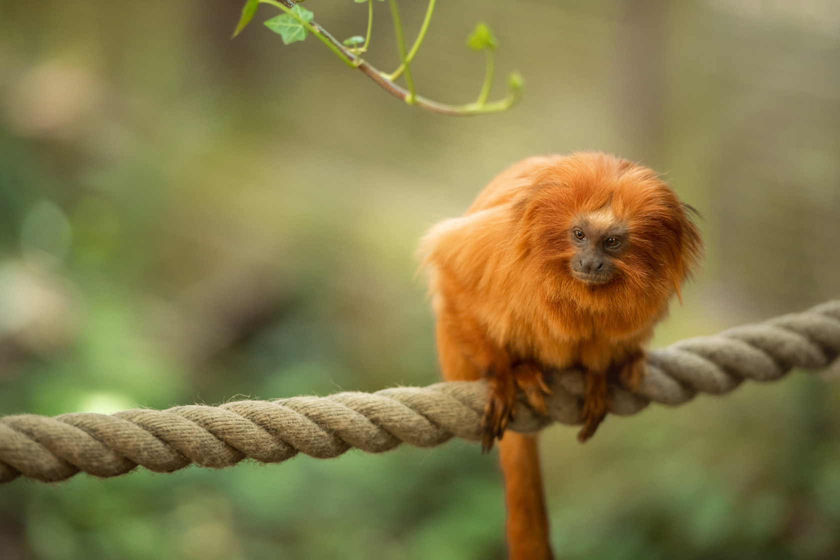 Golden Lion Tamarin 2021 04