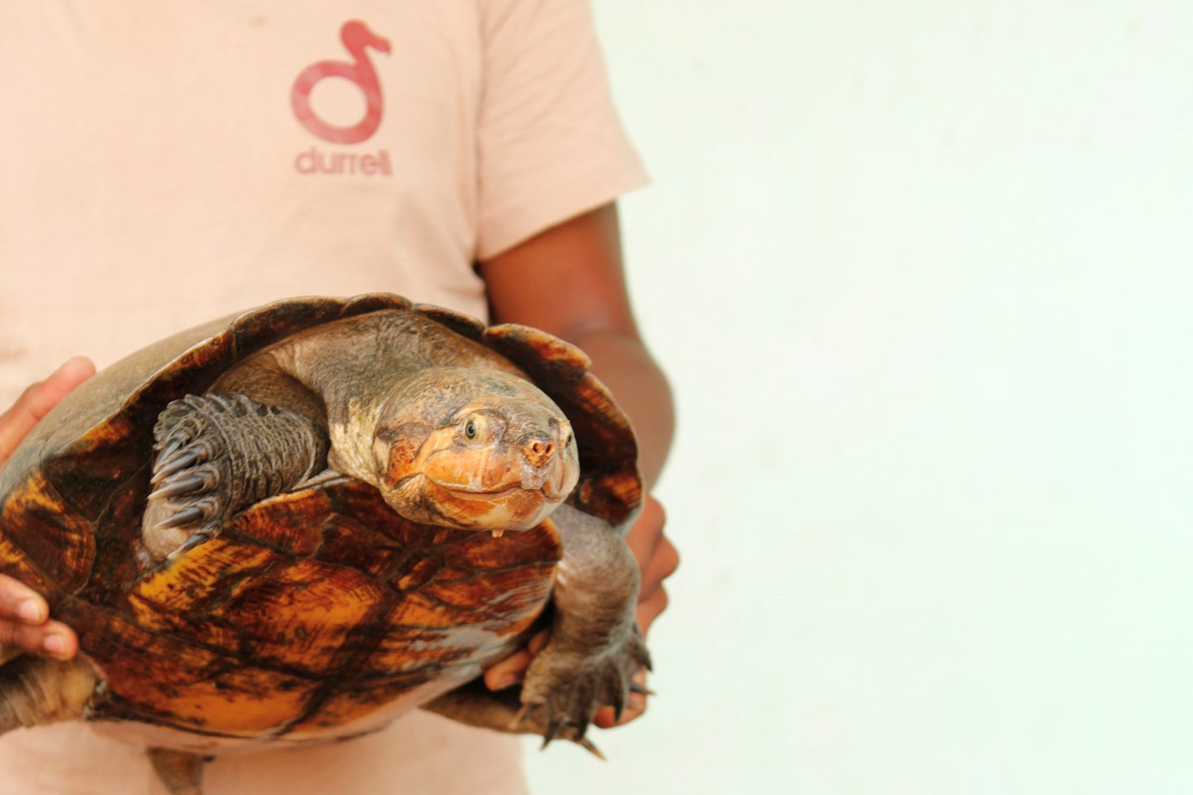 Durrell's Rere Turtle Conservation Project in Madagascar