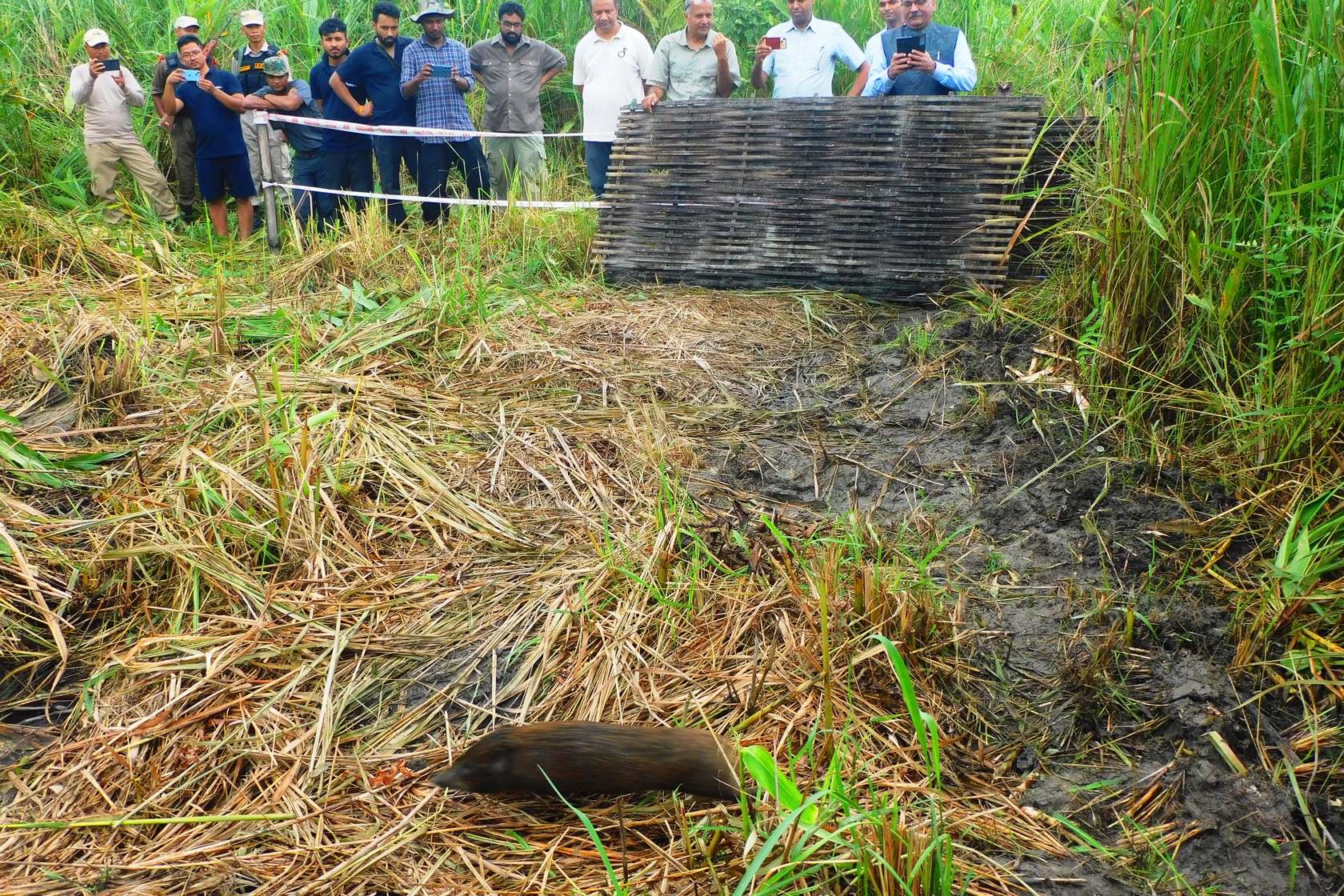 Pygmy Hog Release October 2024 3 (1)