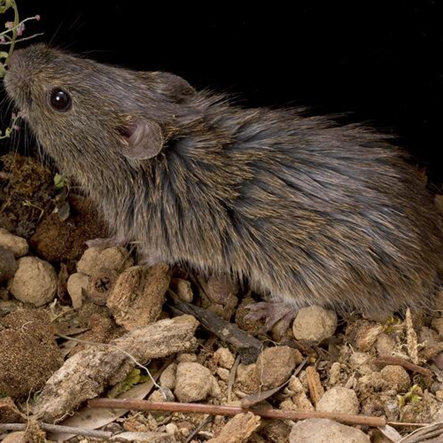 Heath Mouse Credit David Paul Museums Victoria
