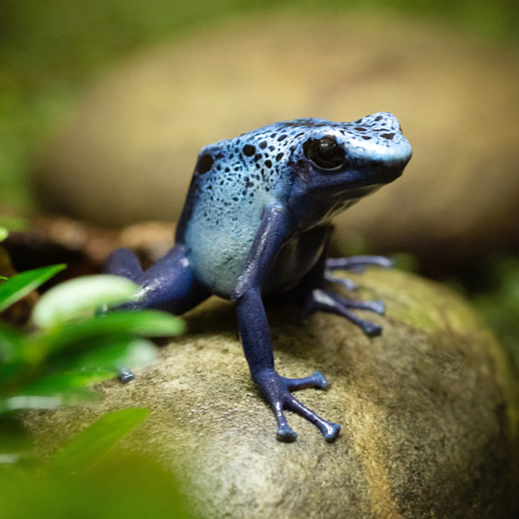 Blue Poison Frog 2021 05